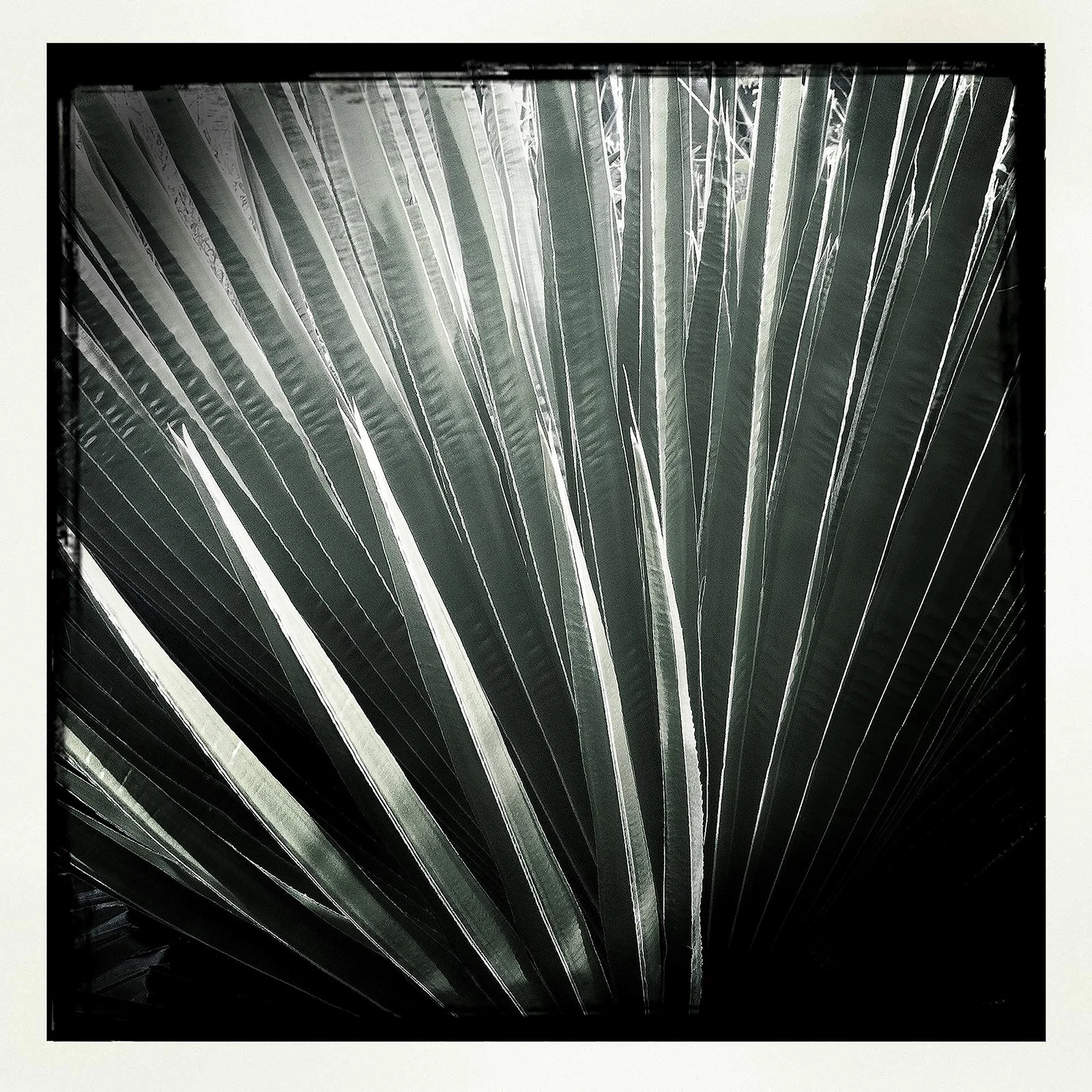 RON REAGAN IMAGING WEBSITE- PALM (B&W) 3- PRINT SELL0873.jpg