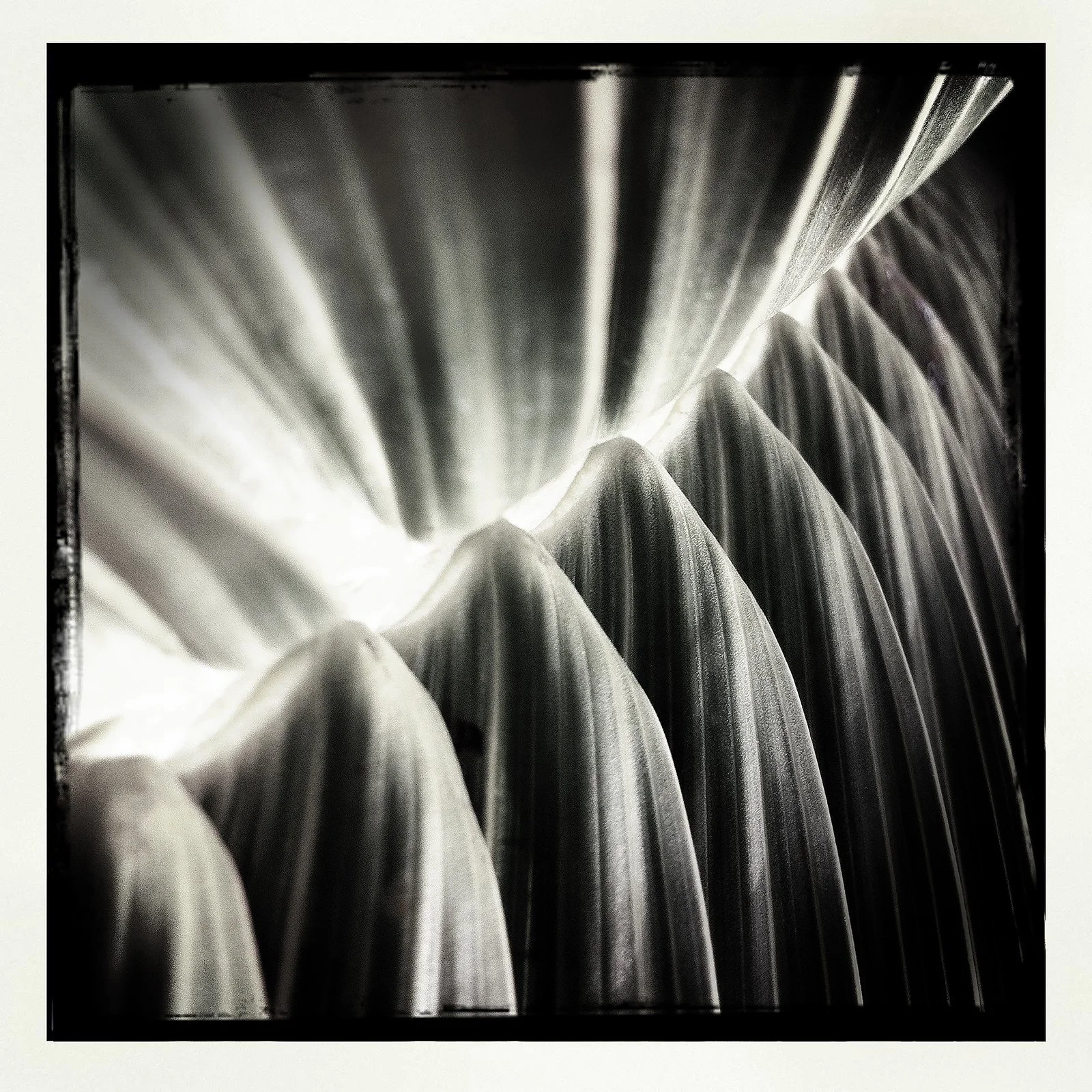 RON REAGAN IMAGING WEBSITE- PALM (B&W) 23- PRINT SELL 1679.jpg