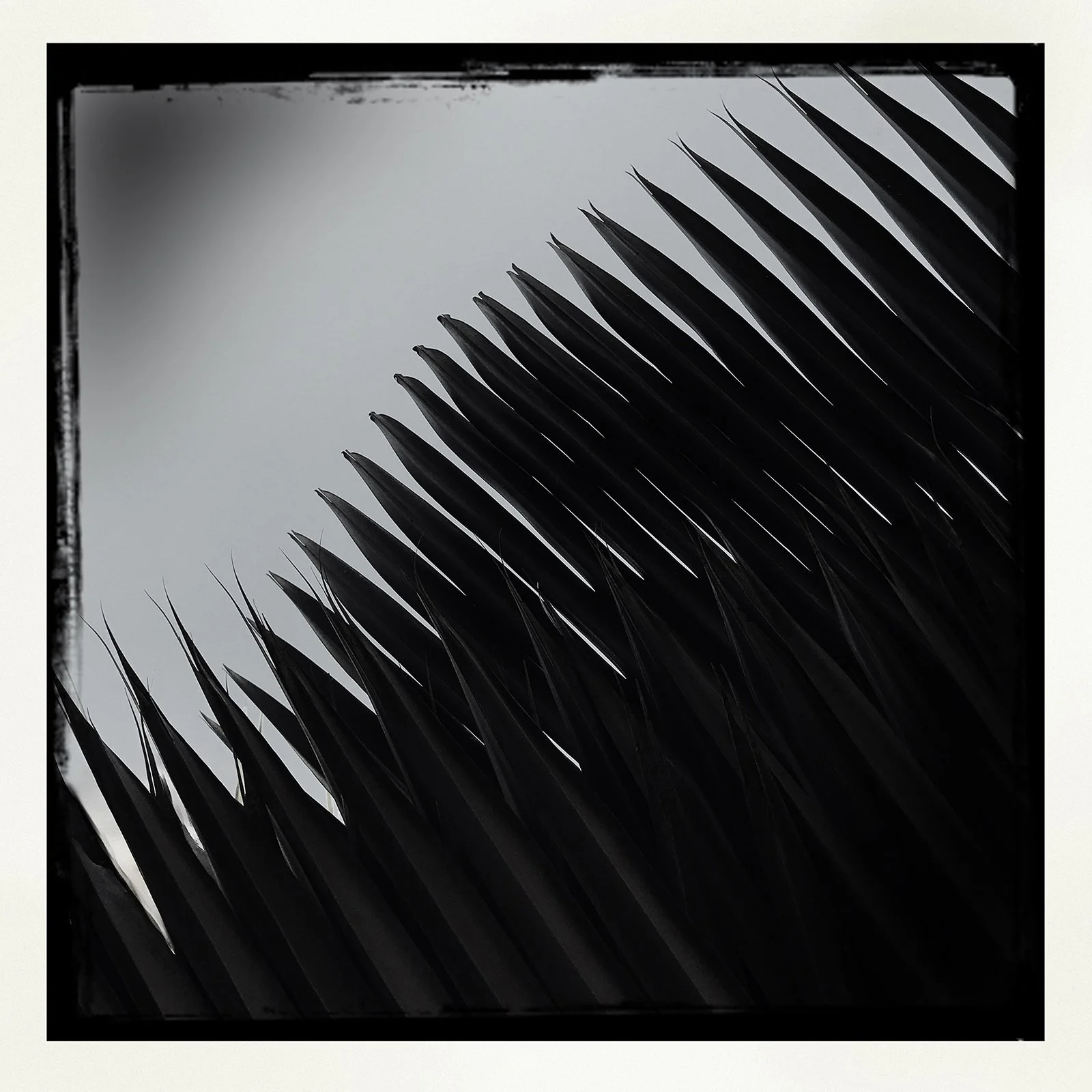 RON REAGAN IMAGING WEBSITE- PALM (B&W) 37- SELL PRINT- 504302009.746860.jpg