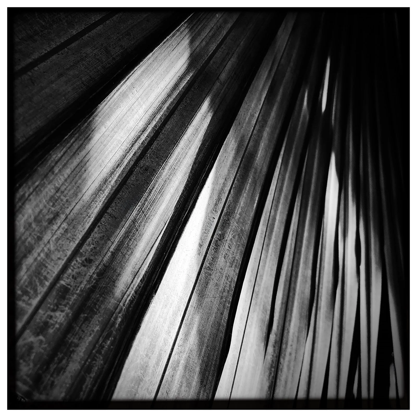 RON REAGAN IMAGING WEBSITE- PALM (B&W) 31- SELL PRINT 638557051.961215.jpg