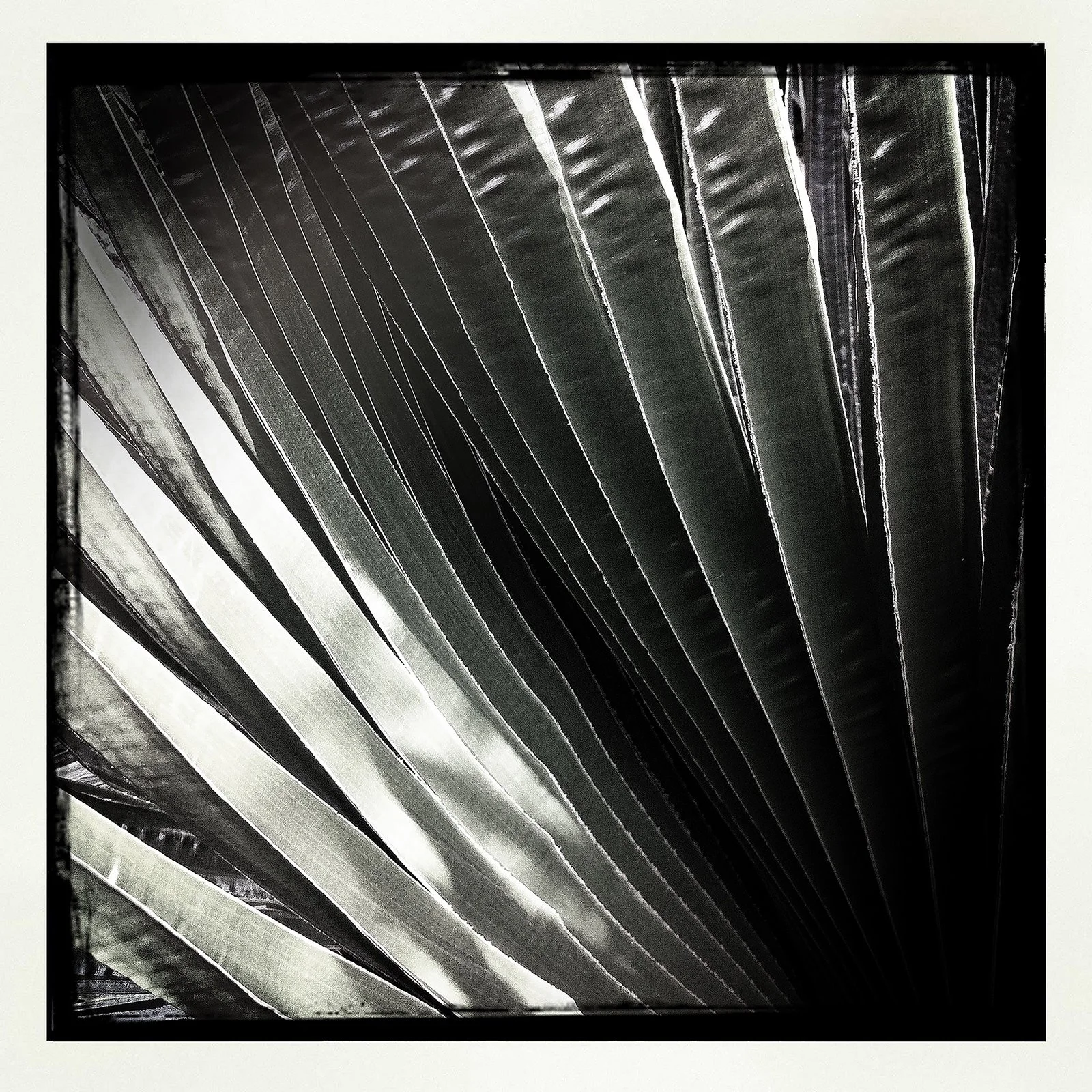 RON REAGAN IMAGING WEBSITE- PALM (B&W) 7- PRINT SELL-1038.jpg