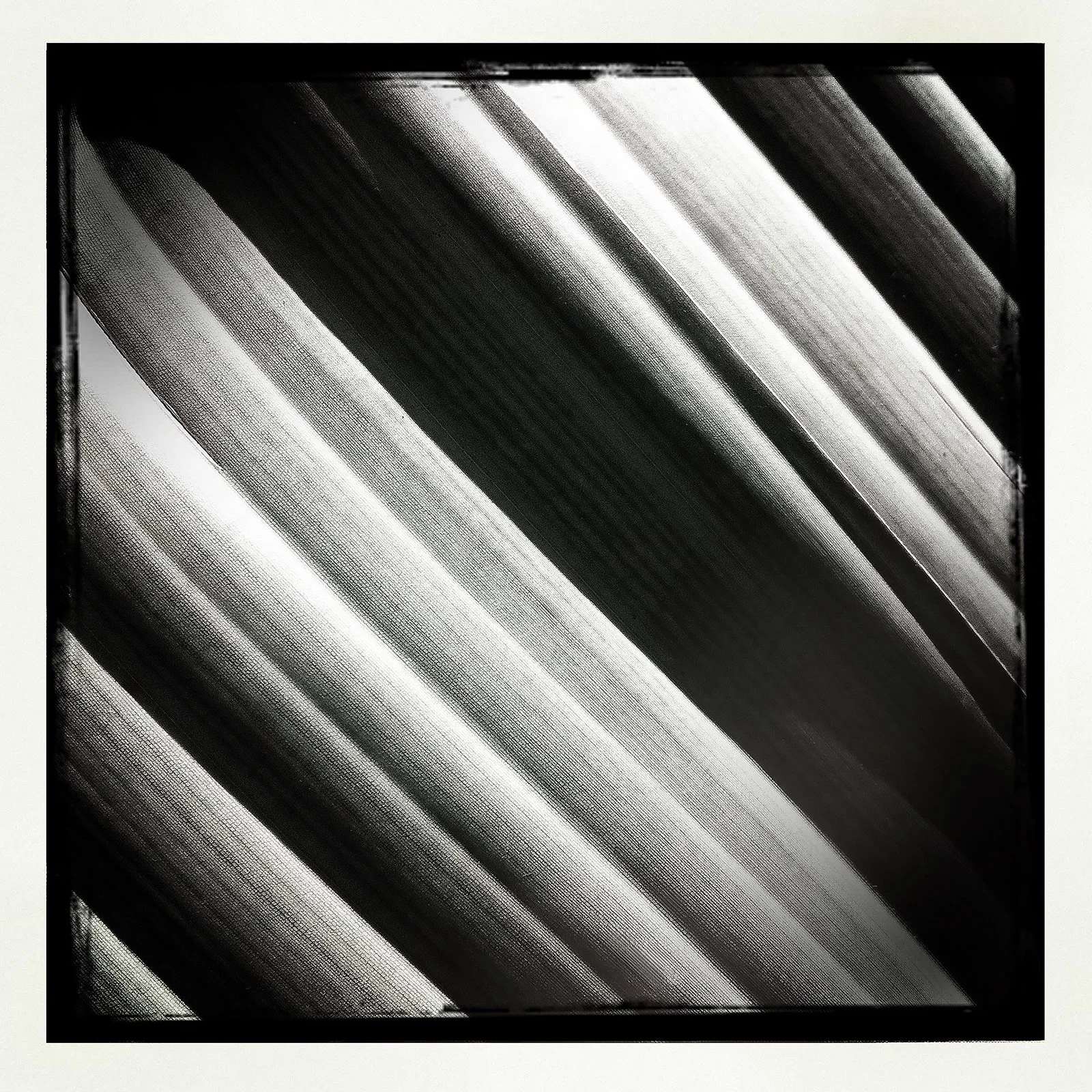 RON REAGAN IMAGING WEBSITE- PALM (B&W) 21- PRINT SELL 1592.jpg
