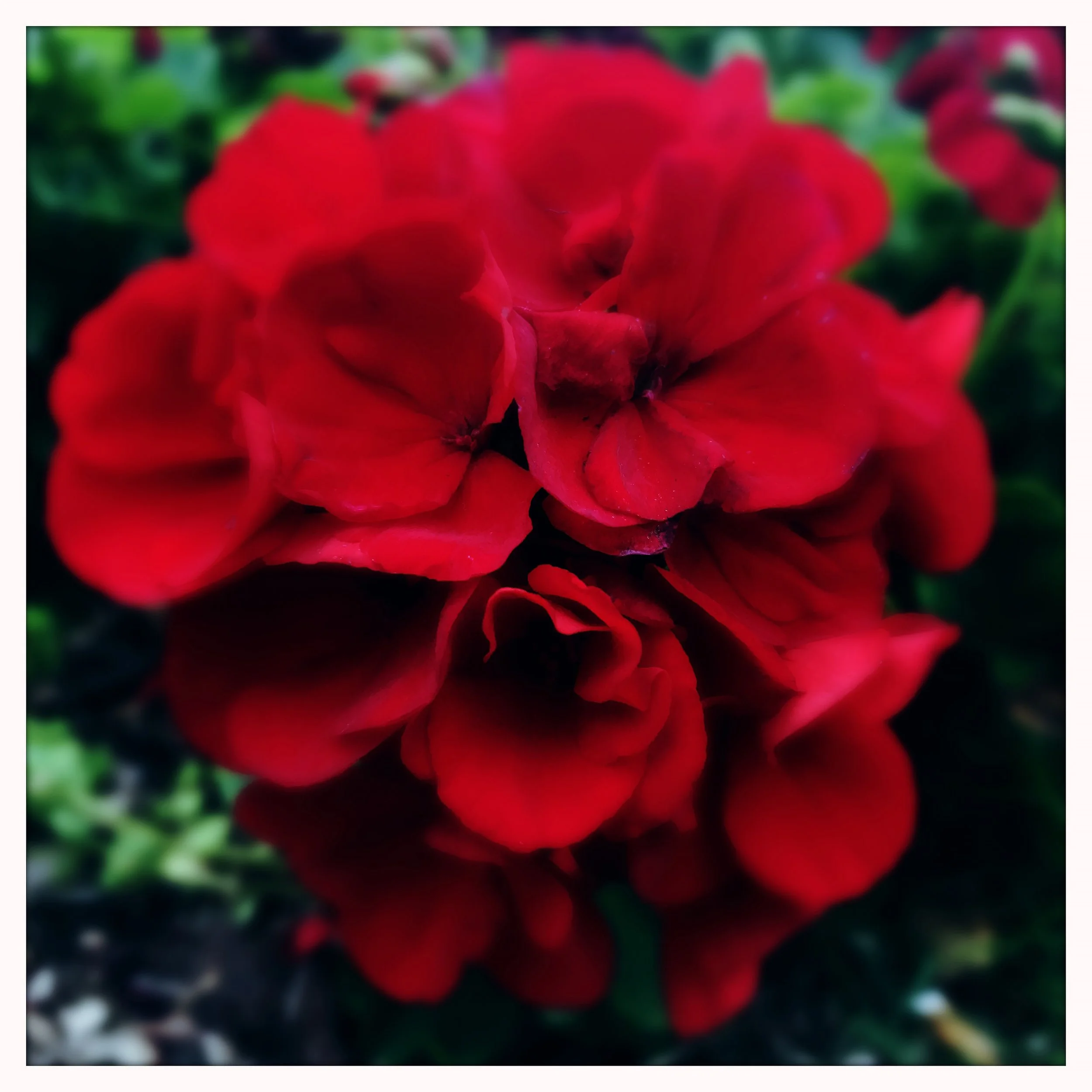 CALLIOPE- PRINT SELL- 3708.jpg