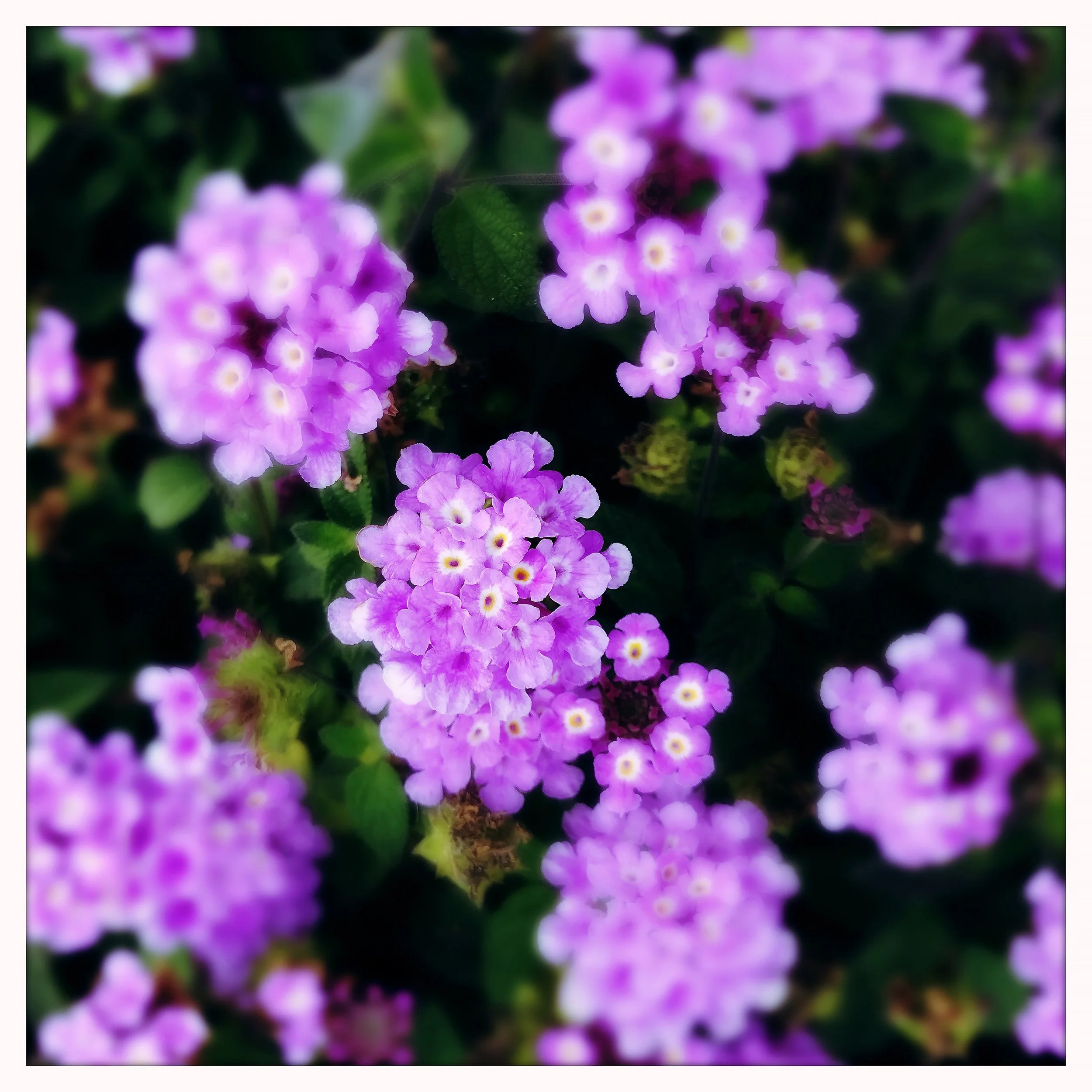 LANTANA 1- PRINT SELL- 5234.jpg