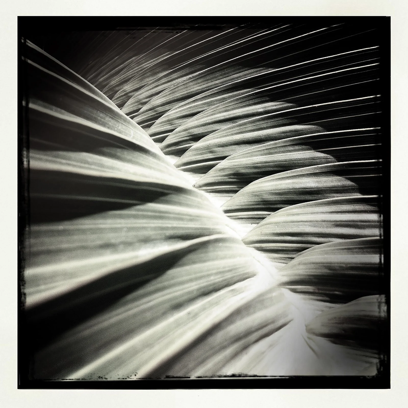 RON REAGAN IMAGING WEBSITE- PALM (B&W) 17-PRINT SELL 1176.jpg