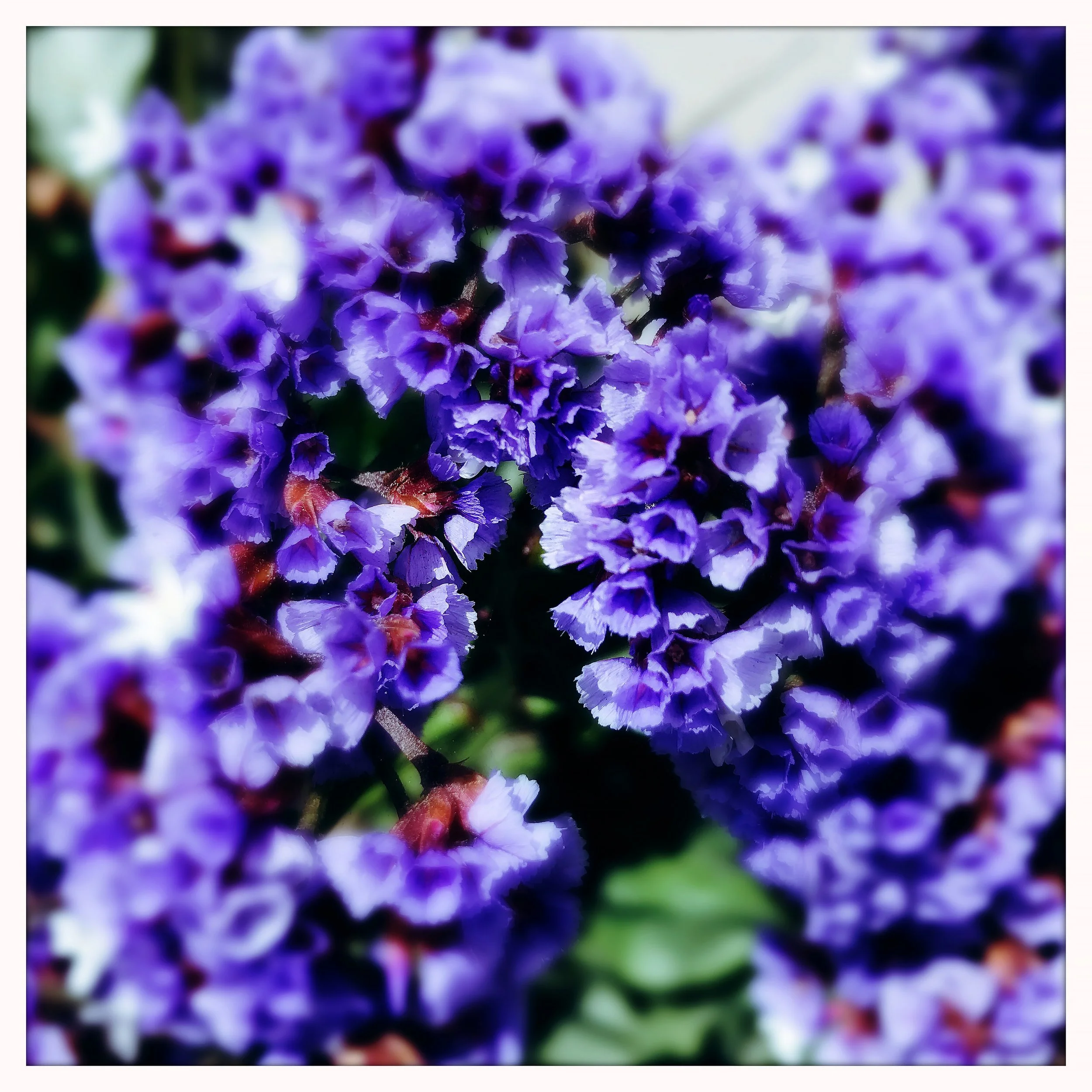 LAVENDER- PRINT SELL- 1503.jpg