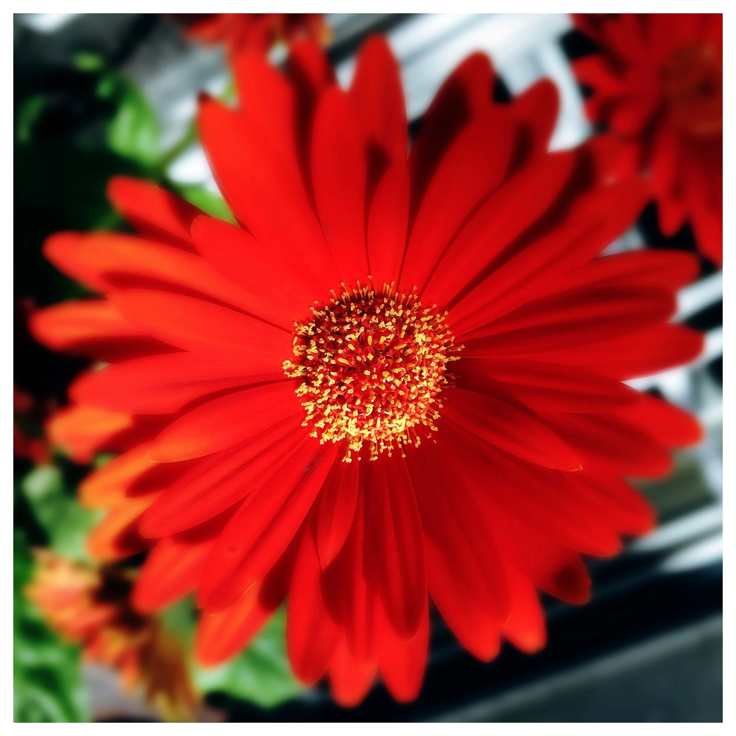 RED GERBER DAISY- PRINT SELL- 7854.jpg