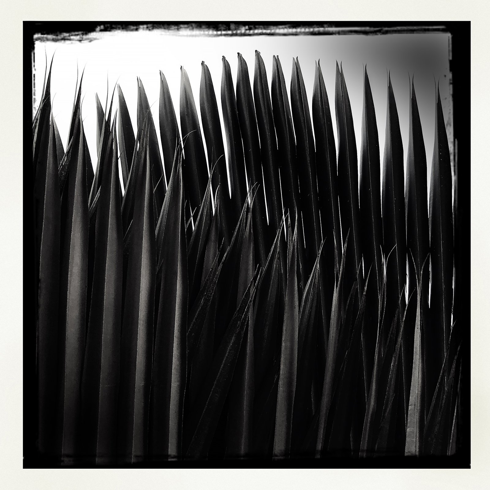 RON REAGAN IMAGING WEBSITE- PALM (B&W) 36- SELL PRINT- 504301988.805073.jpg