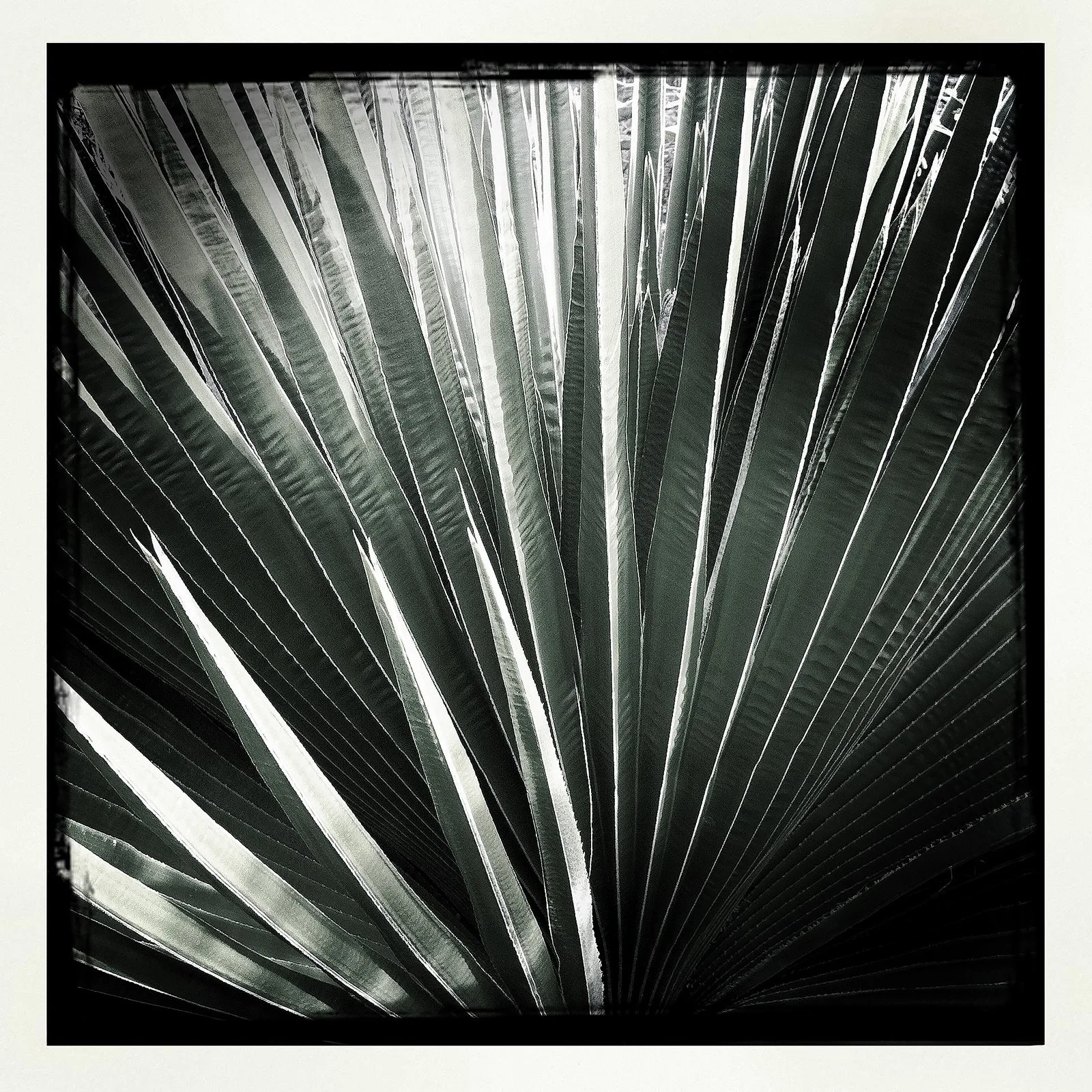 RON REAGAN IMAGING WEBSITE- PALM (B&W) 26- PRINT SELL 0875.jpg