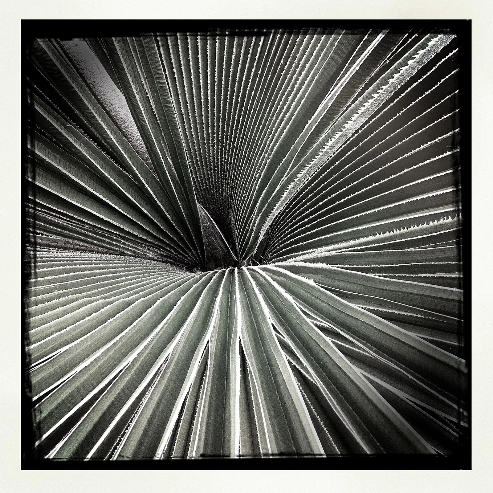 RON REAGAN IMAGING WEBSITE- PALM (B&W) 9- PRINT SELL- 1051.jpg