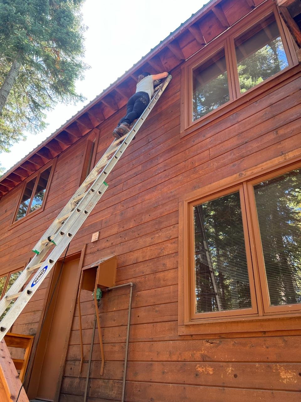 Shedding Light on Bats in Attics: Health Risks and Solutions