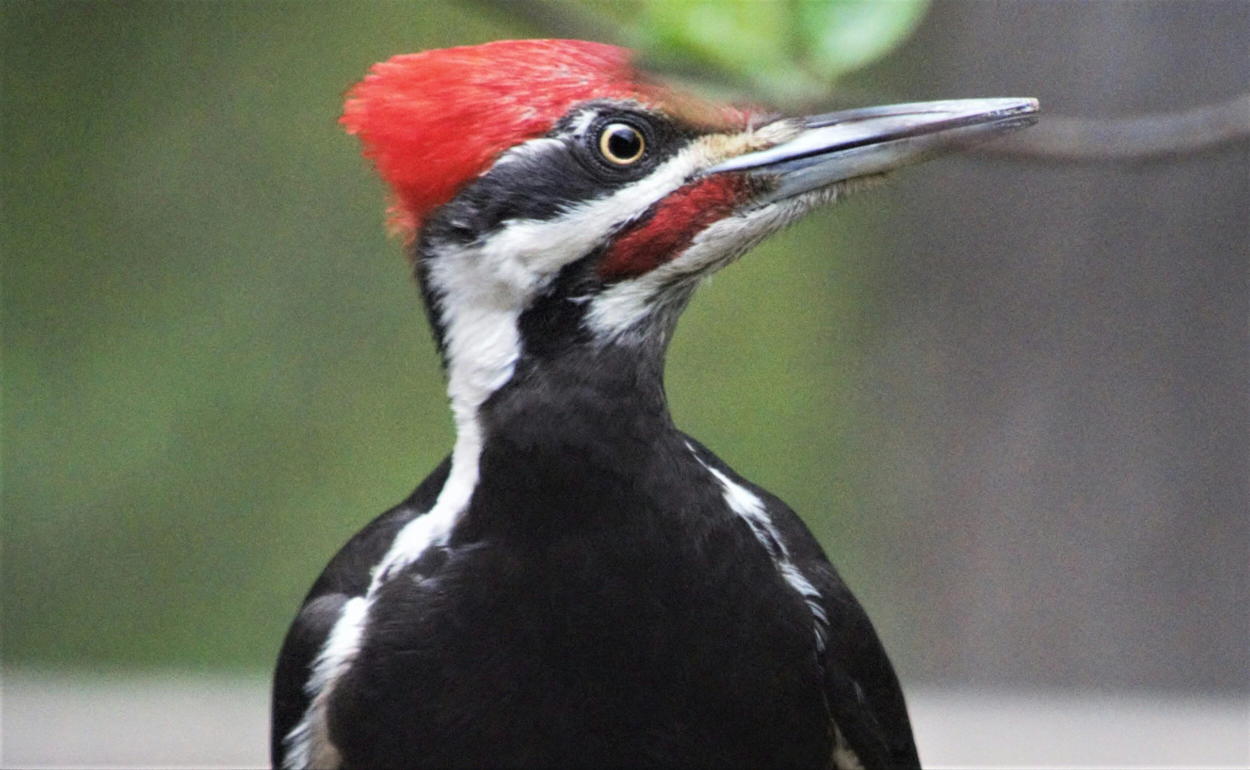 Bird Deterance (woodpecker)