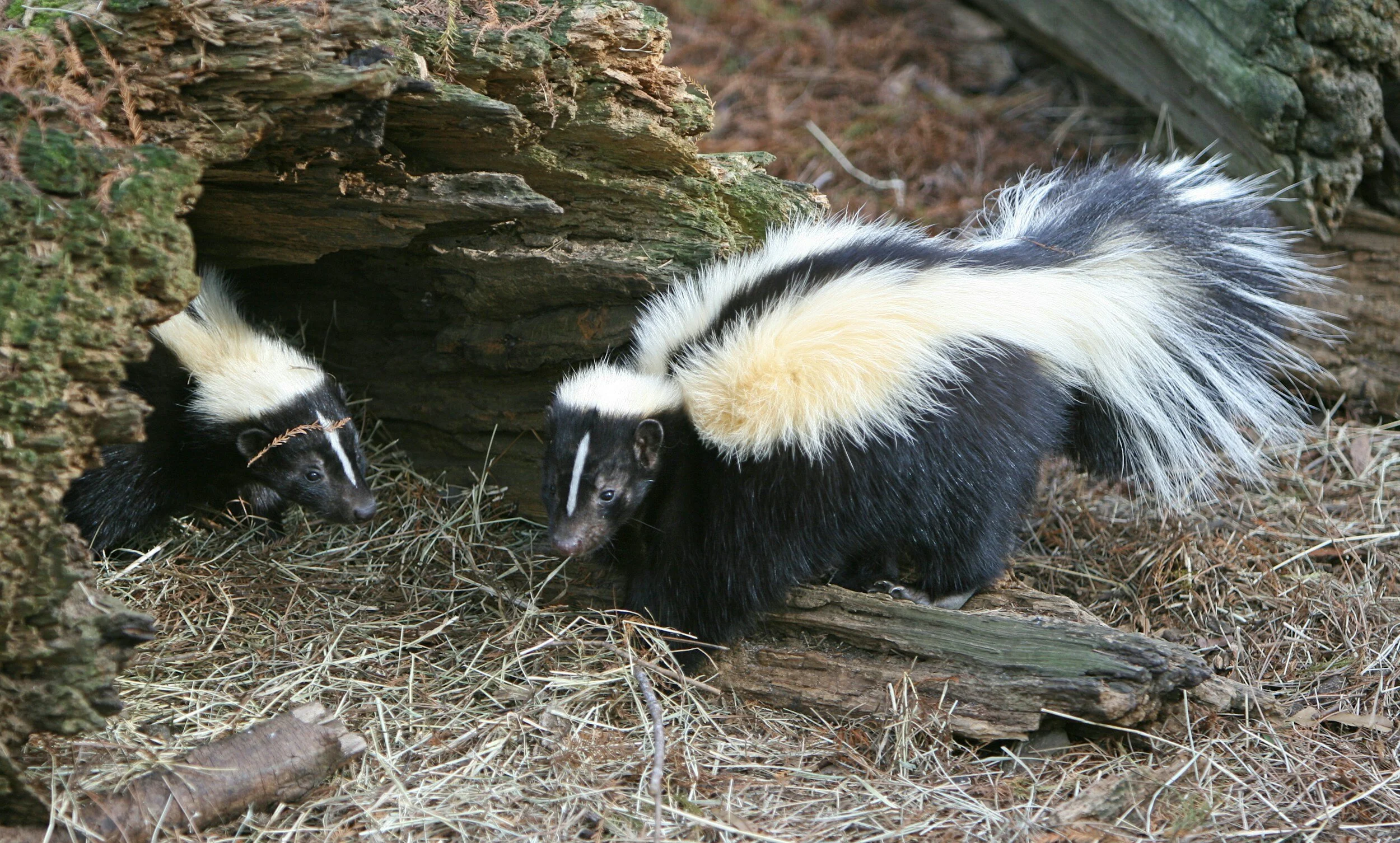 Skunk removal
