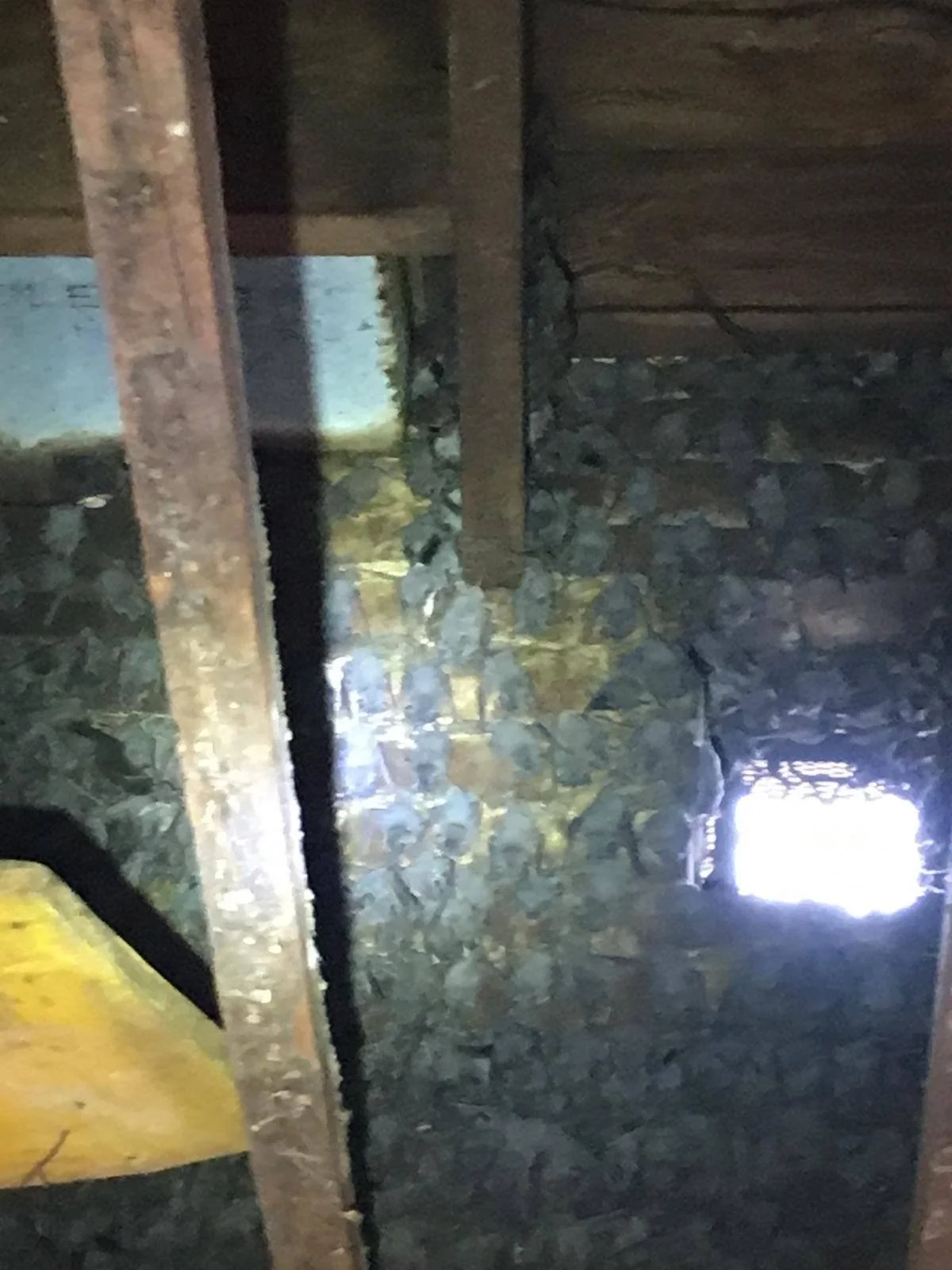 Bat Exclusion When Bats Have Babies