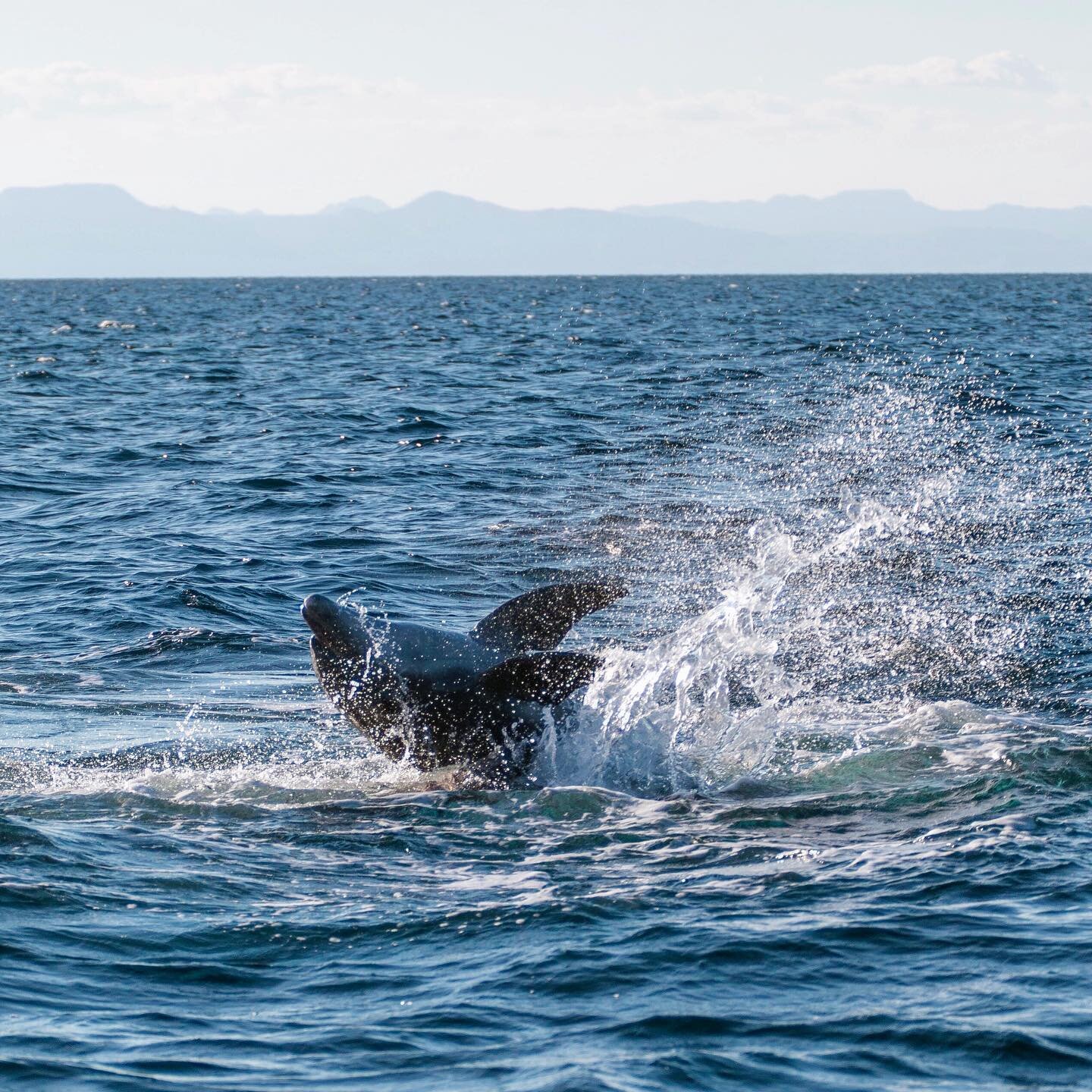 Dolphin flopping into the weekend! 🐬🐬🐬 We&rsquo;ve been receiving amazing feedback and comments on the new story schedule! We are stoked to be engaging with so many of our followers and hopefully spreading awareness to issues important to us. 🌎 
