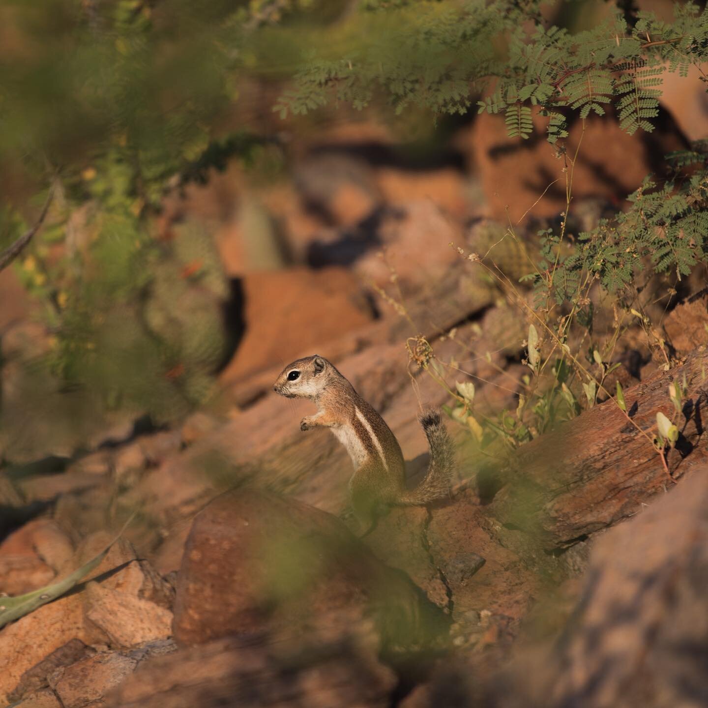 🐿 SPOTTED! An Antelope Squirrel hiked with us looking for snacks! 🌰🥜🐛🐜 Marine animals aren&rsquo;t the only animals we come across during our expeditions! 📸: @landon.copplestone #ecotourism #lsf #expeditions #marineanimals #marinebiology #ocean