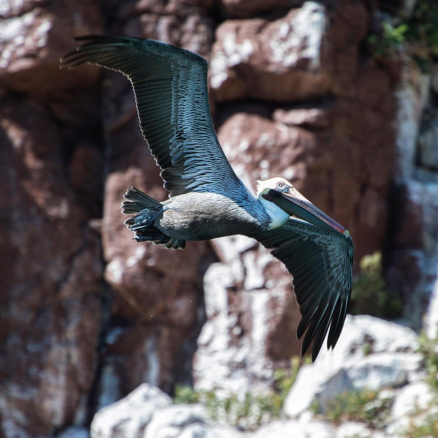 Whenever you feel like giving up...Just remember - Be a Pelican, not a Pelicant. 🦆
📸: @landon.copplestone #pelican #pelicant #marinebiology #ecotours #ecotoursim #whale #shark #sea #lion #sealion #fish #tropics #mexico #birdsofinstagram #birds #mar