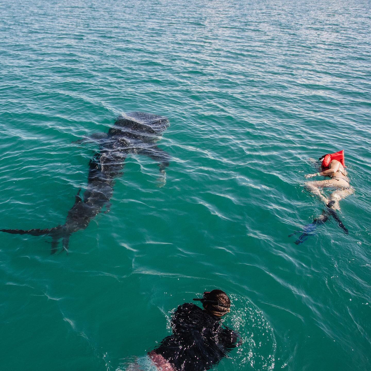 WHALESHARK WEDNESDAY! 🦈🐳 Another Juvenile whale shark looking for his next meal 🤤🥘 🍣. You don&rsquo;t have to be a marine biologist to recognize this animal&rsquo;s lackadaisical demeanor. Just cruising through the water unbothered by anything i