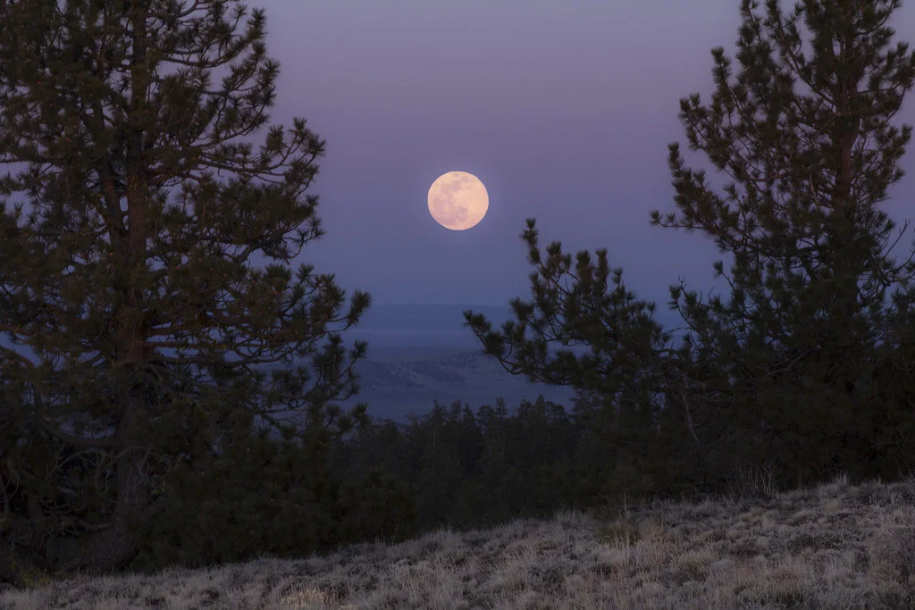 pink moon Will Dowd.jpg
