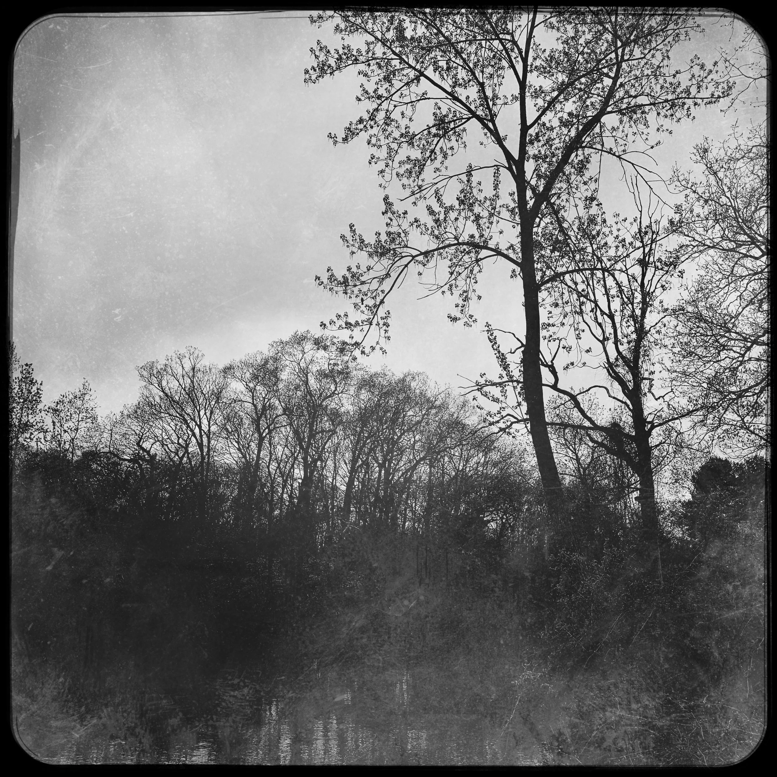 Black and white photo of tall trees with bare branches against a cloudy sky, creating a vintage aesthetic.