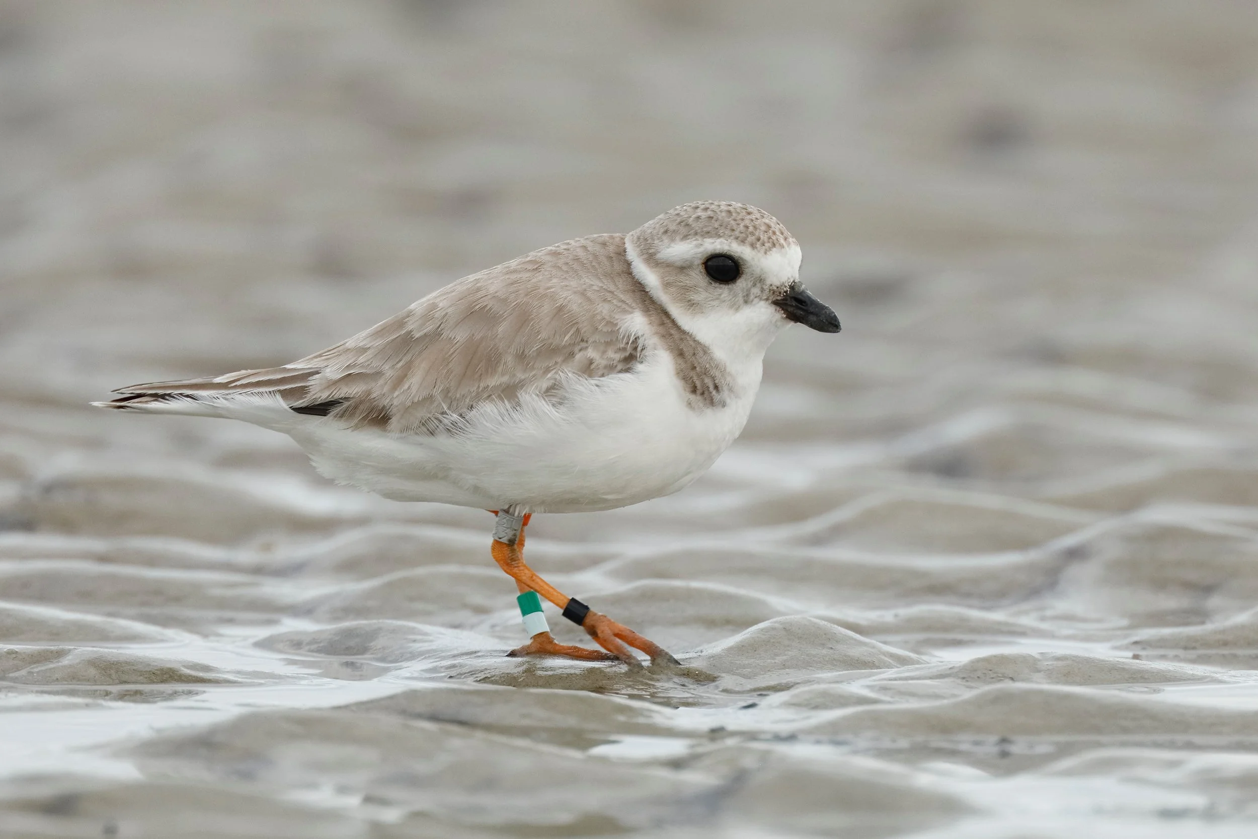 Meet the Piping Plover — Michigan is for Plovers