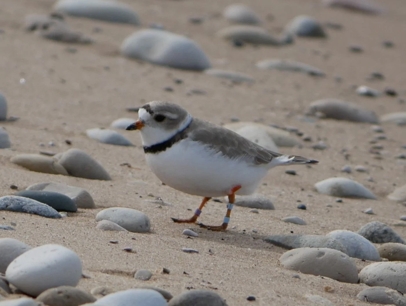 Meet the Piping Plover — Michigan is for Plovers