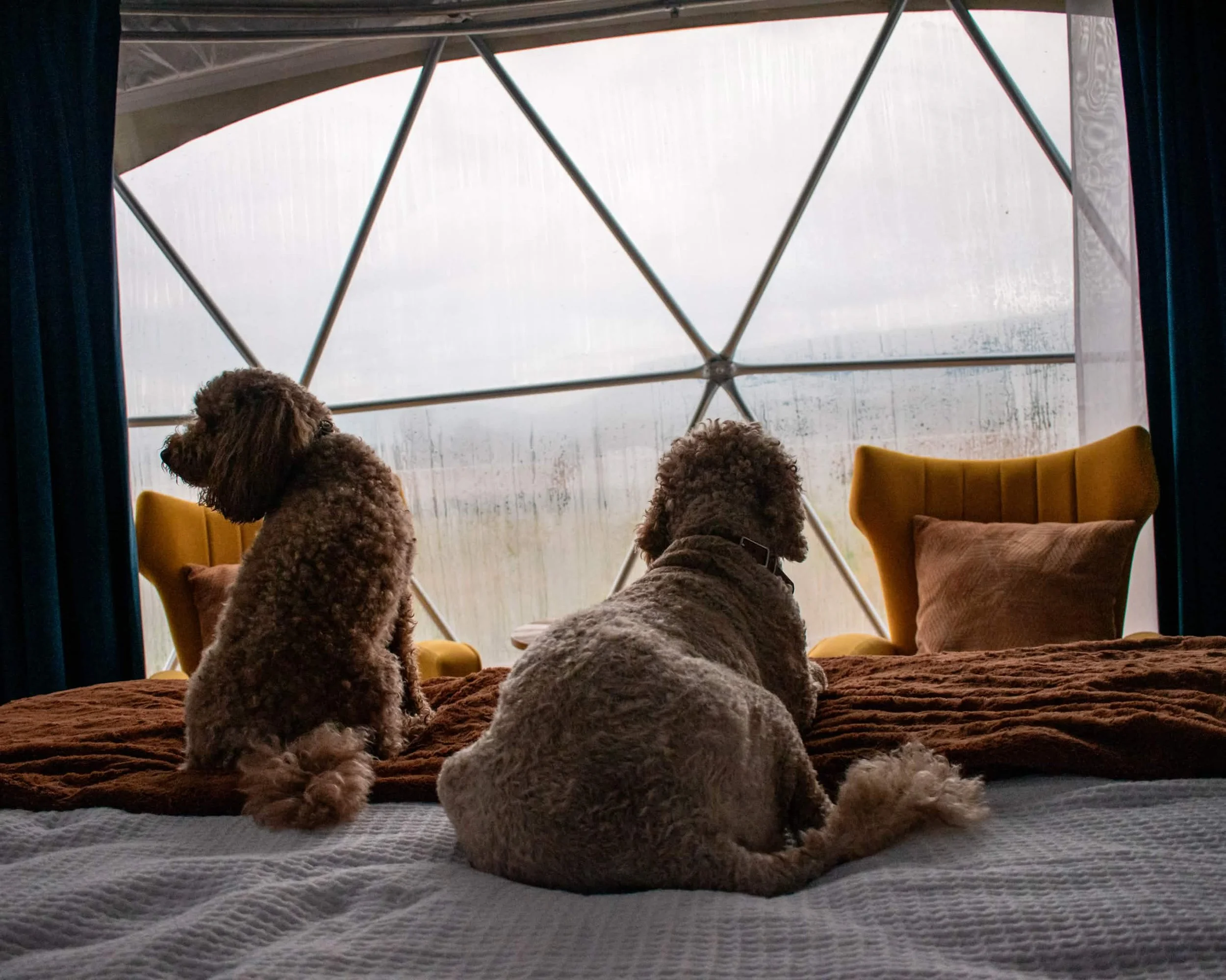 Dog-Friendly Luray and Shenandoah
