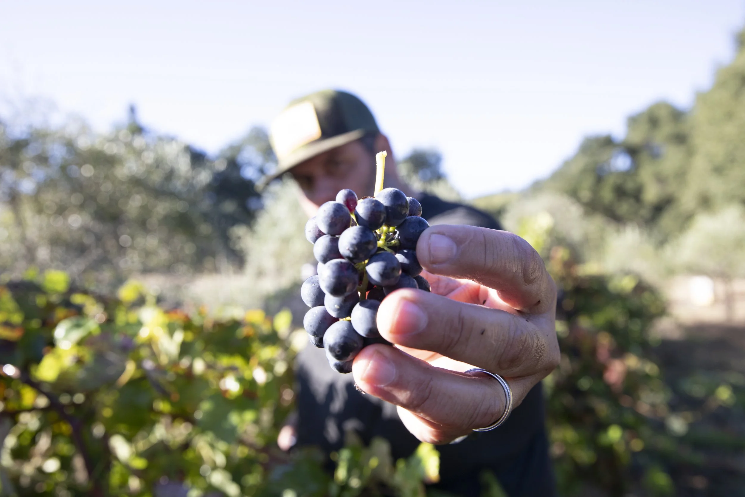 The Big Wine Hustle