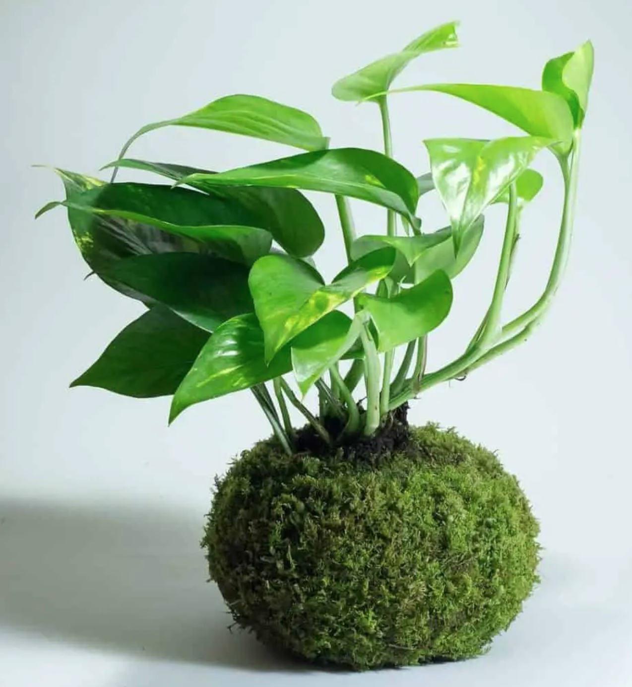 Screen Shot 2023-03-06 at 10.18.38 AM.png