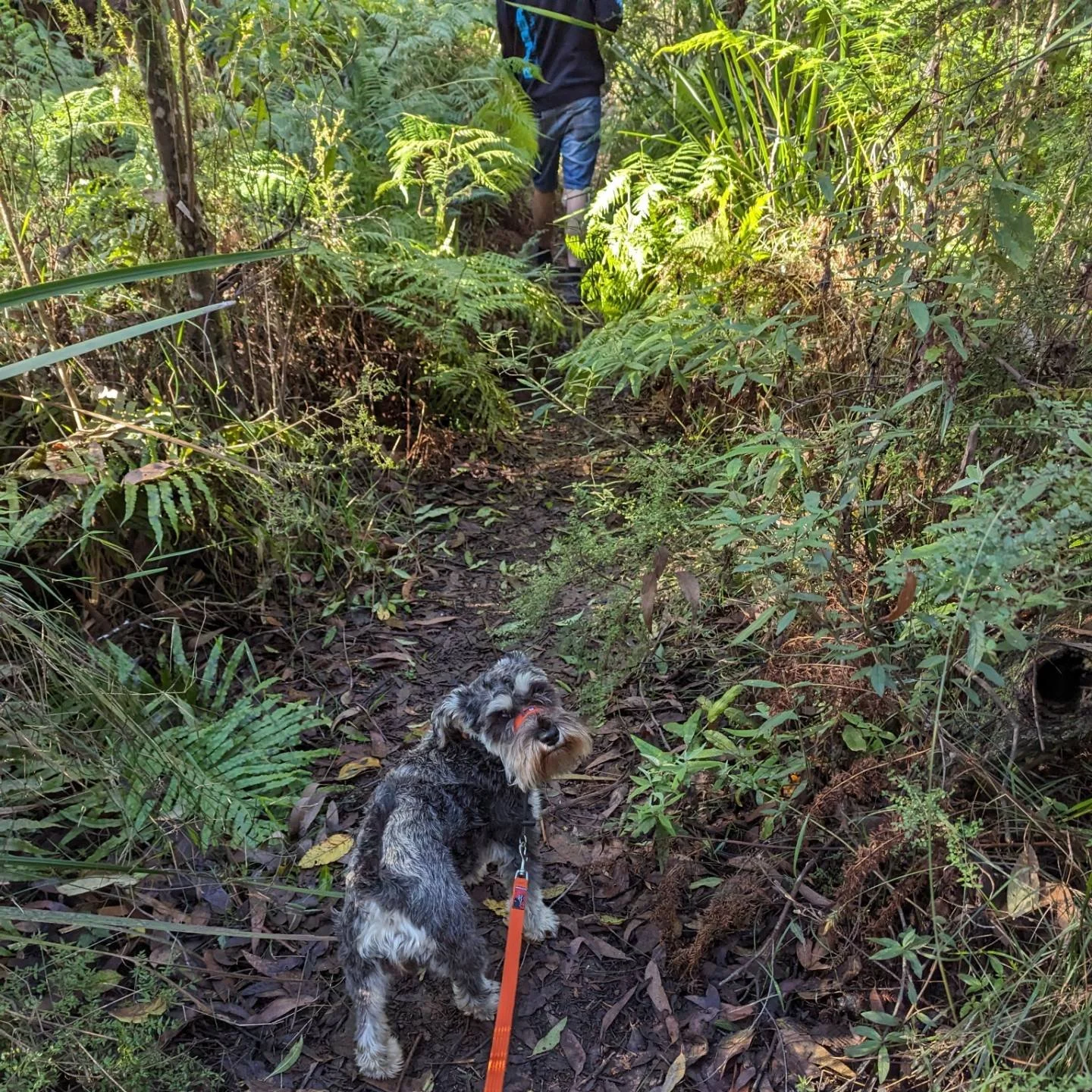 Saturday afternoons are for hiking in the hills! 
Team member Penny showed our Foster dog, Sadie, around and supported her as she learns to walk nicely on the lead, holding her drop from a distance and staying in the car until we invite her out. Sadi