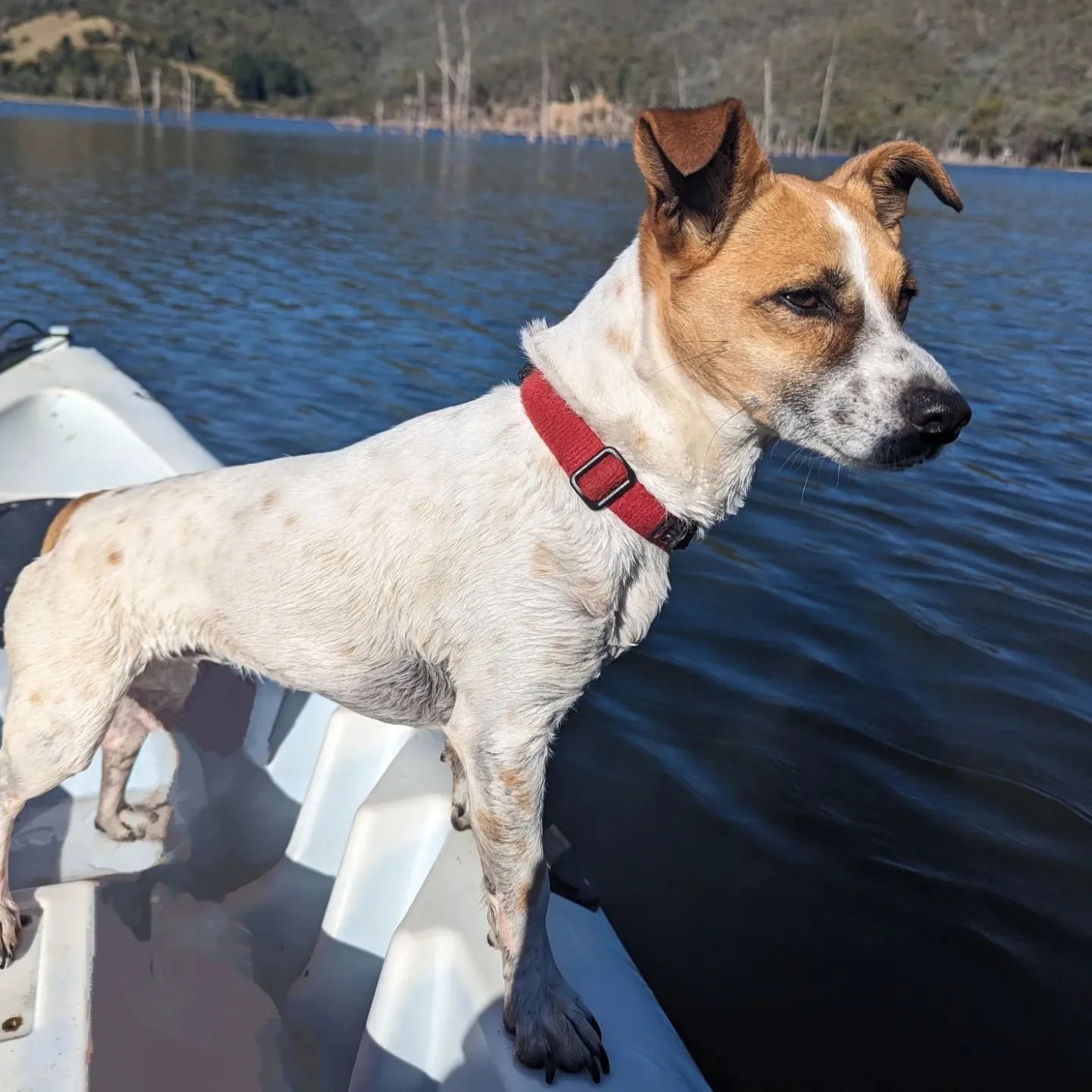 Meet the team! This is Penny the Jack Russell x🐾🦴🐶
She might be little but she has a giant personality! Penny is our little adventurer that is always happy to take on a challenge 💕