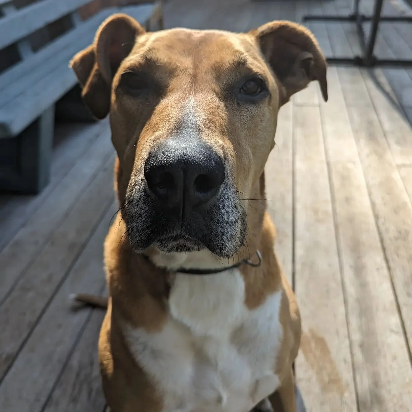 Meet the team! This is Roo the bull Arab, Ridgeback mix.🐾
He is a bit of a big gentle boof 💕 Roo is known for giving the best cuddles!