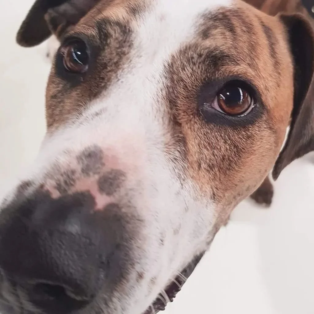 Meet the team! This is Winnie the Bull Arab x 🐾🐕
She has the most gentle eyes and sweet personality to boot! She loves a good ball to find and some water to dive in! 💕