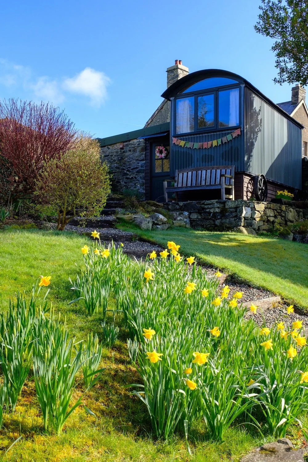 Glyn Shepherds Hut, Snowdonia in springtime with daffodils on the front lawn