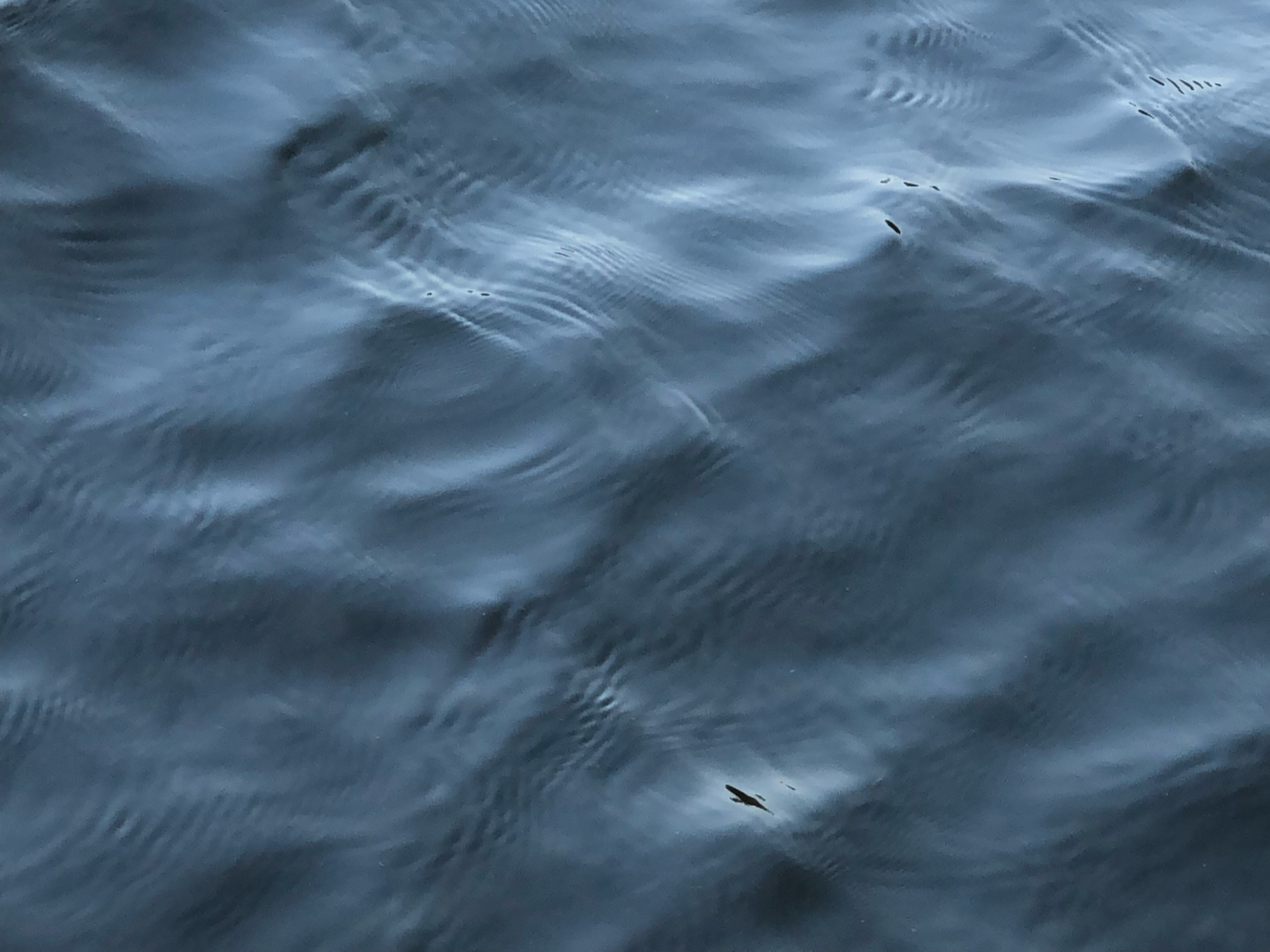 IMG_6285.png