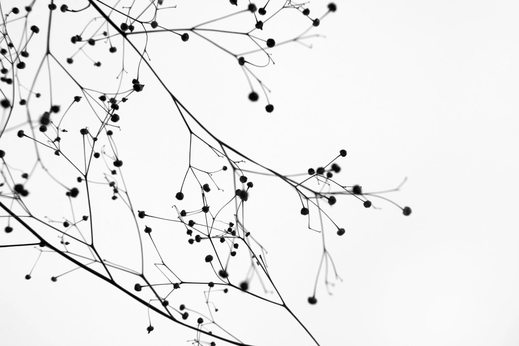fotografie, teer, fragiel, zaadbolletjes, breekbare takken, poëtisch, natuur, minimalisme, zwart wit, janske