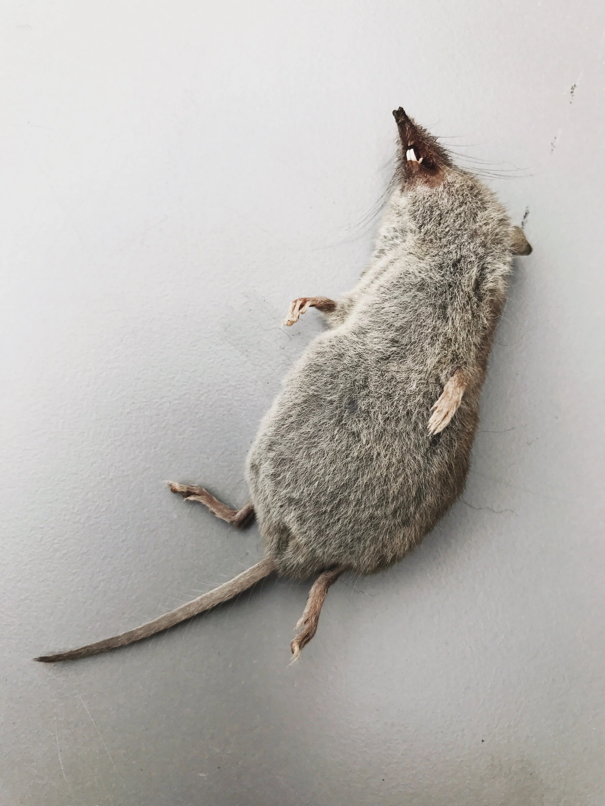 fotografie, janske, vlaanderen, belgië, minimalisme, het einde, vaarwel, doodse stilte, dood, muisje, woelmuis, afsluiter, fin