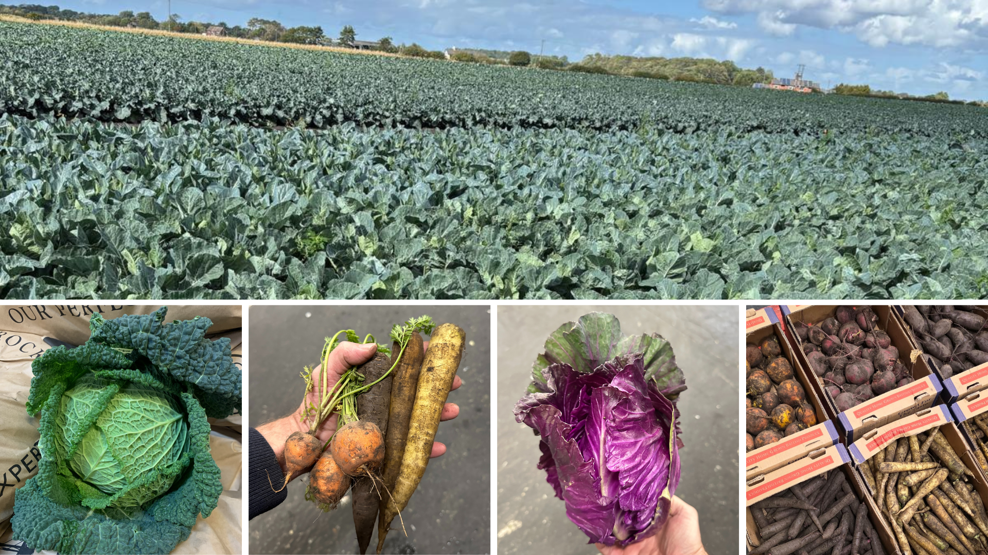 Royal Oak Farm Organics 🥬🥕