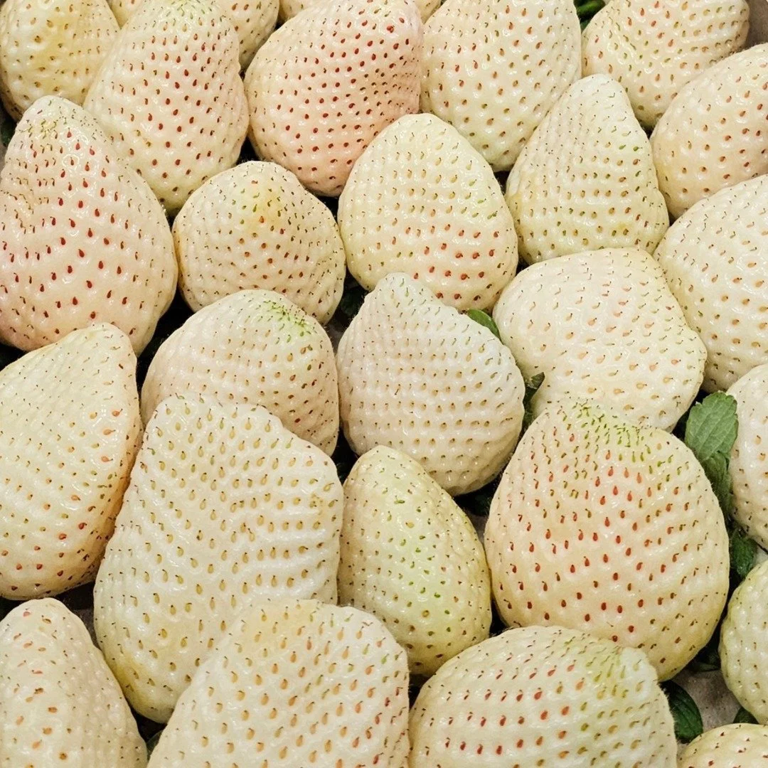 White Strawberry 🤍
White strawberries are in season now, with their peak from winter to early spring.

Creamy or white in colour, speckled with vivid red seeds and occasionally blushed pink, their flesh is juicy and aromatic. When mature, their flav