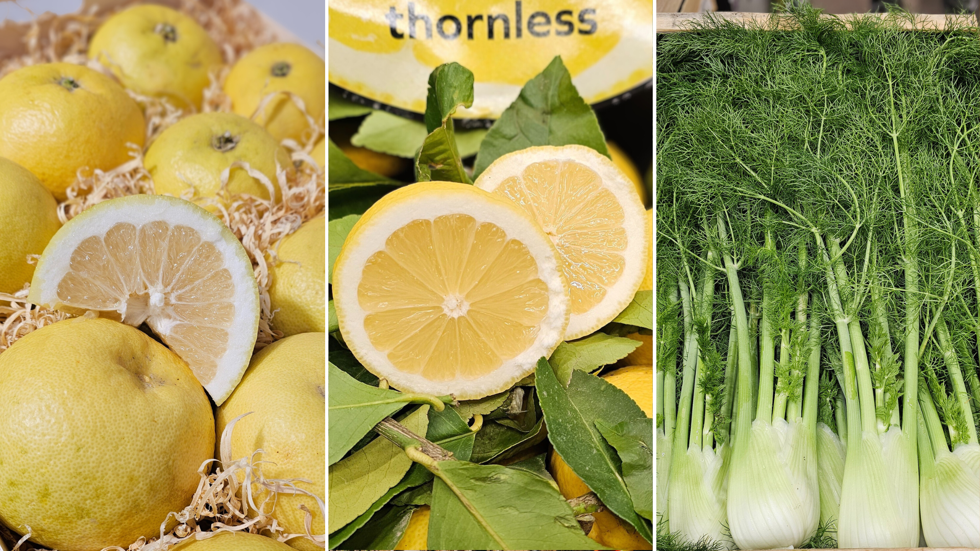 Pomelo Oro Blanco, Seedless Lemon and Fennel with fronds