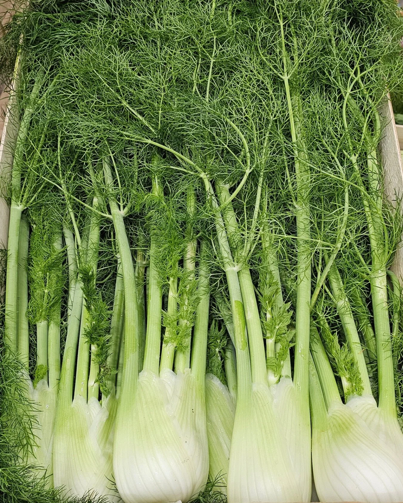 Fennel with fronds 💚
Fennel Fronds are the delicate, little, and frilly leaves that grow along tall stalks and can change in size, depending on the variety and maturity. They have a well-balanced sweet and bitter flavour. 

🍽️They are an extremely 