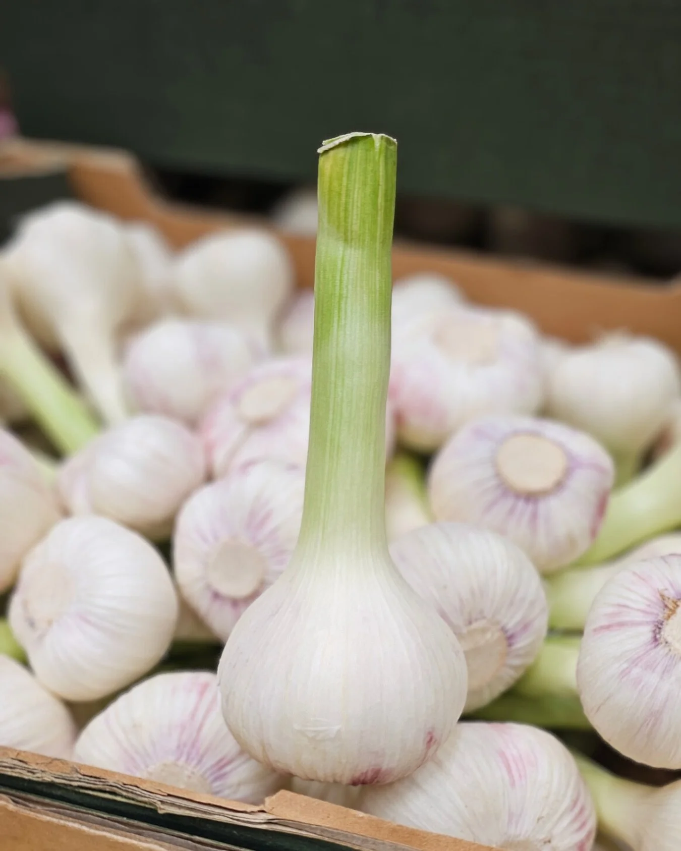 Wet Garlic 🧄
Compared to dried garlic, they are smooth, somewhat aromatic, sweet, and nutty.
It has a bulbous base that tapers into a thick, elongated stalk, and it is only slightly bigger than dried garlic. The bulb is smooth with subtle striations
