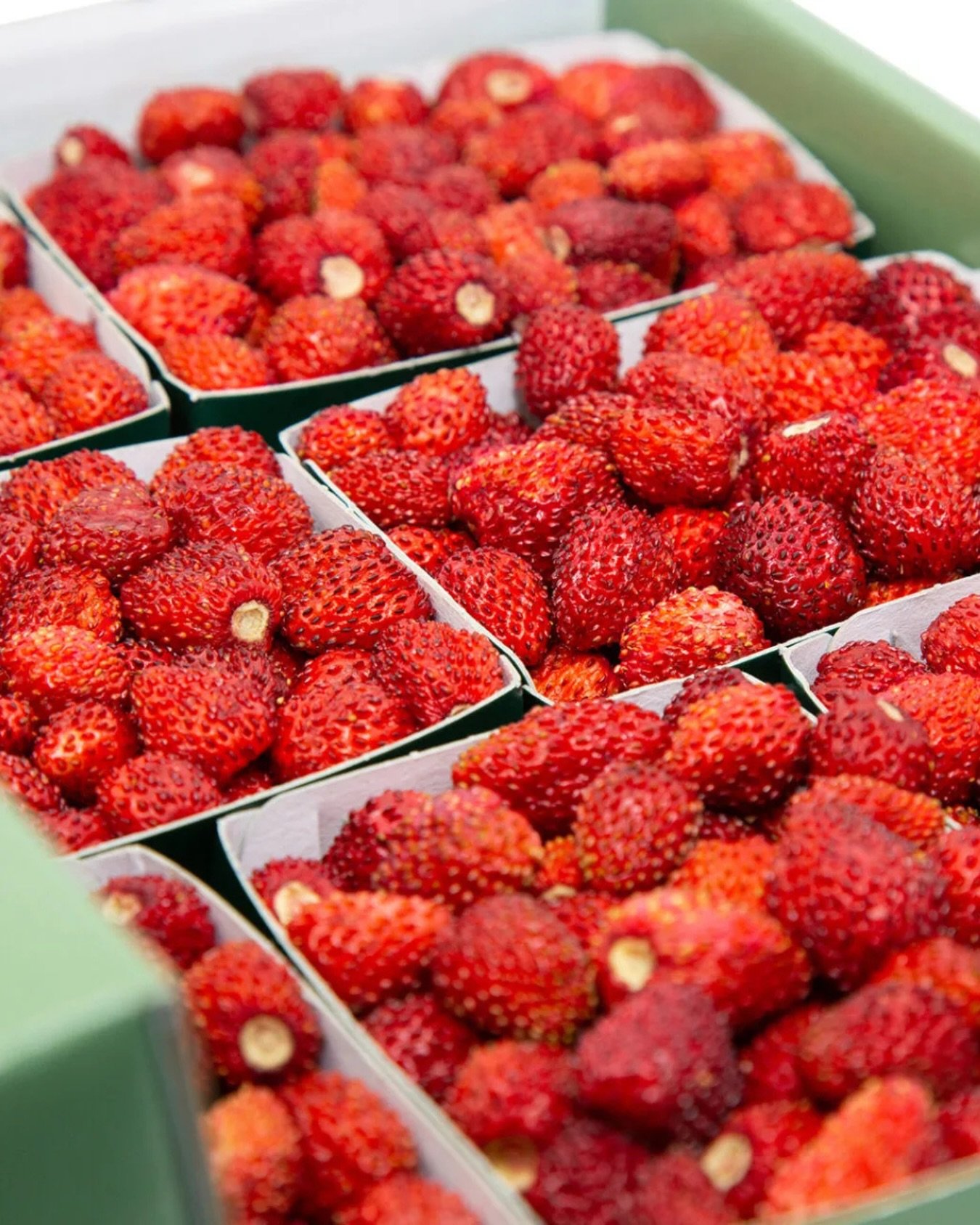 Wild Strawberry 🍓 
Claude Arzagot and his team have been growing top-quality woodland wild strawberries for over 50 years. The production was originally based in France, near Bordeaux, but was later moved to Malaga in Spain for the subtropical clima