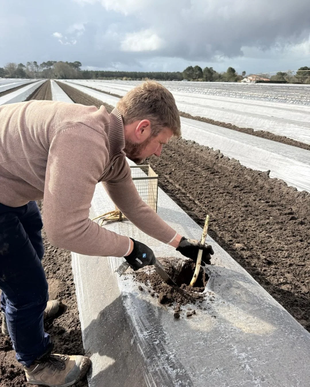 White Asparagus 🤍
Passionate about agriculture, Fran&ccedil;ois Mathio set up in 1984 on a 40-hectare plot to grow maize as part of a cooperative. This system did not suit him, nor did cereal production, so he ended both in 1988 and began asparagus 