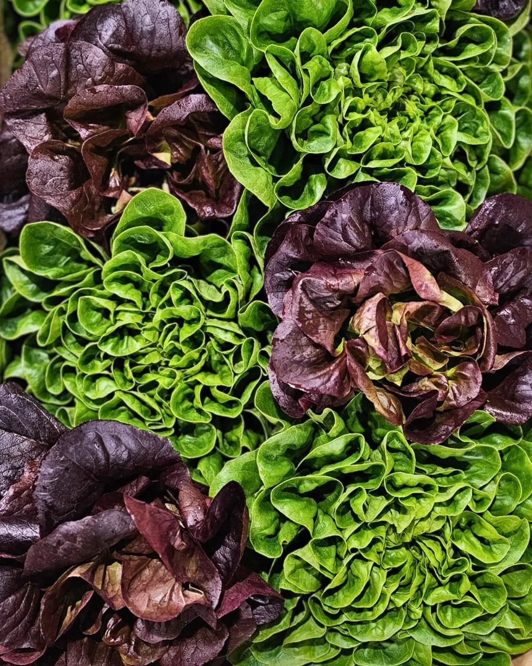𝐒𝐚𝐥𝐚𝐧𝐨𝐯𝐚 &amp; 𝐁𝐞𝐚𝐮𝐬𝐬𝐞 🥬
𝕊𝕒𝕝𝕒𝕟𝕠𝕧𝕒 💚
This lettuce is available in a wide variety of forms and textures. Each type grows in a compact, rosette shape and has a round base with three times as many leaves as a typical lettuce head