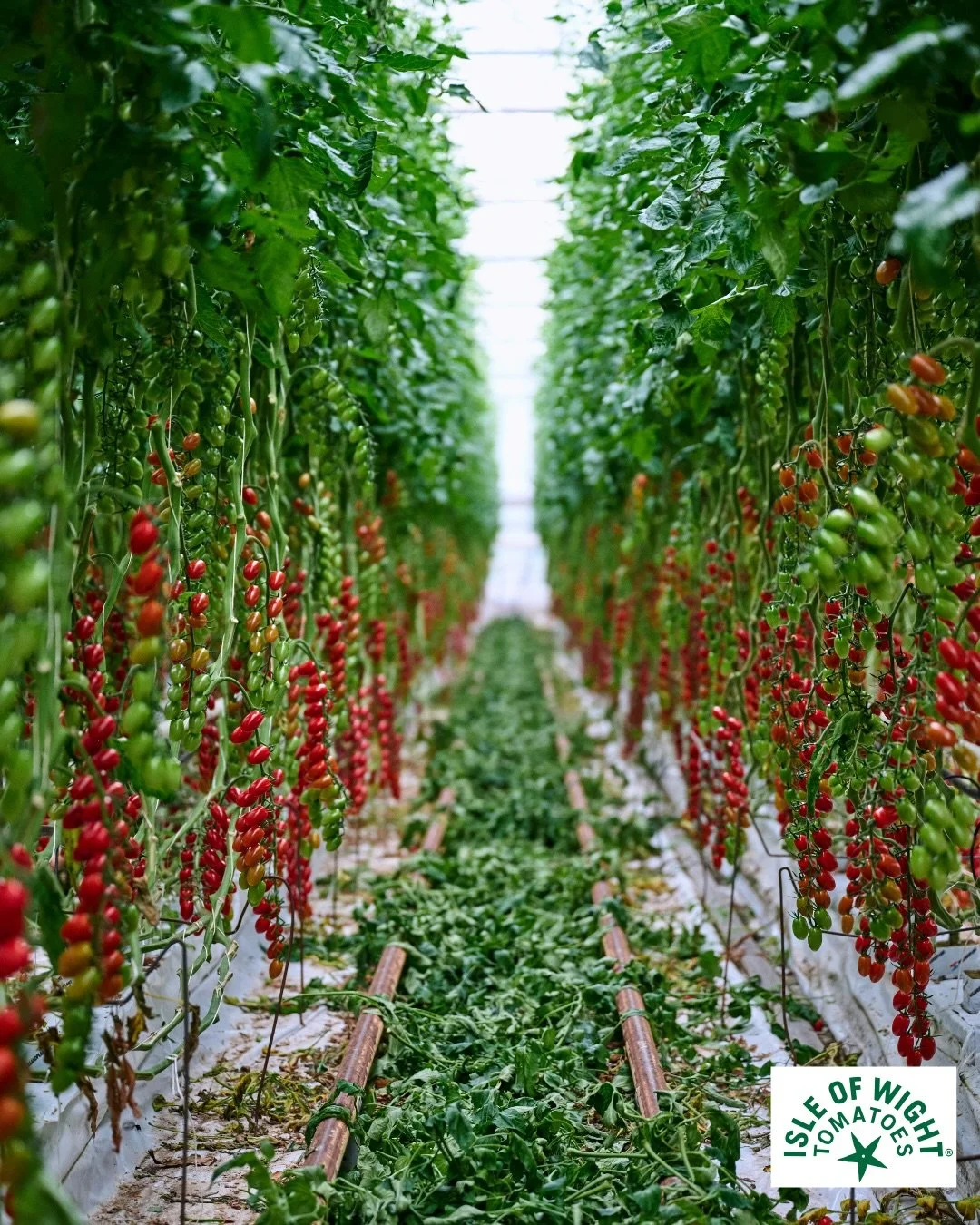 IOW tomatoes 🍅 
IOW tomatoes have been growing tomatoes in the Arreton Valley, on the glorious Isle of Wight for over 15 years. Combining age-old traditions with modern-day innovation they&rsquo;re passionate about growing tomatoes that are rich, fu
