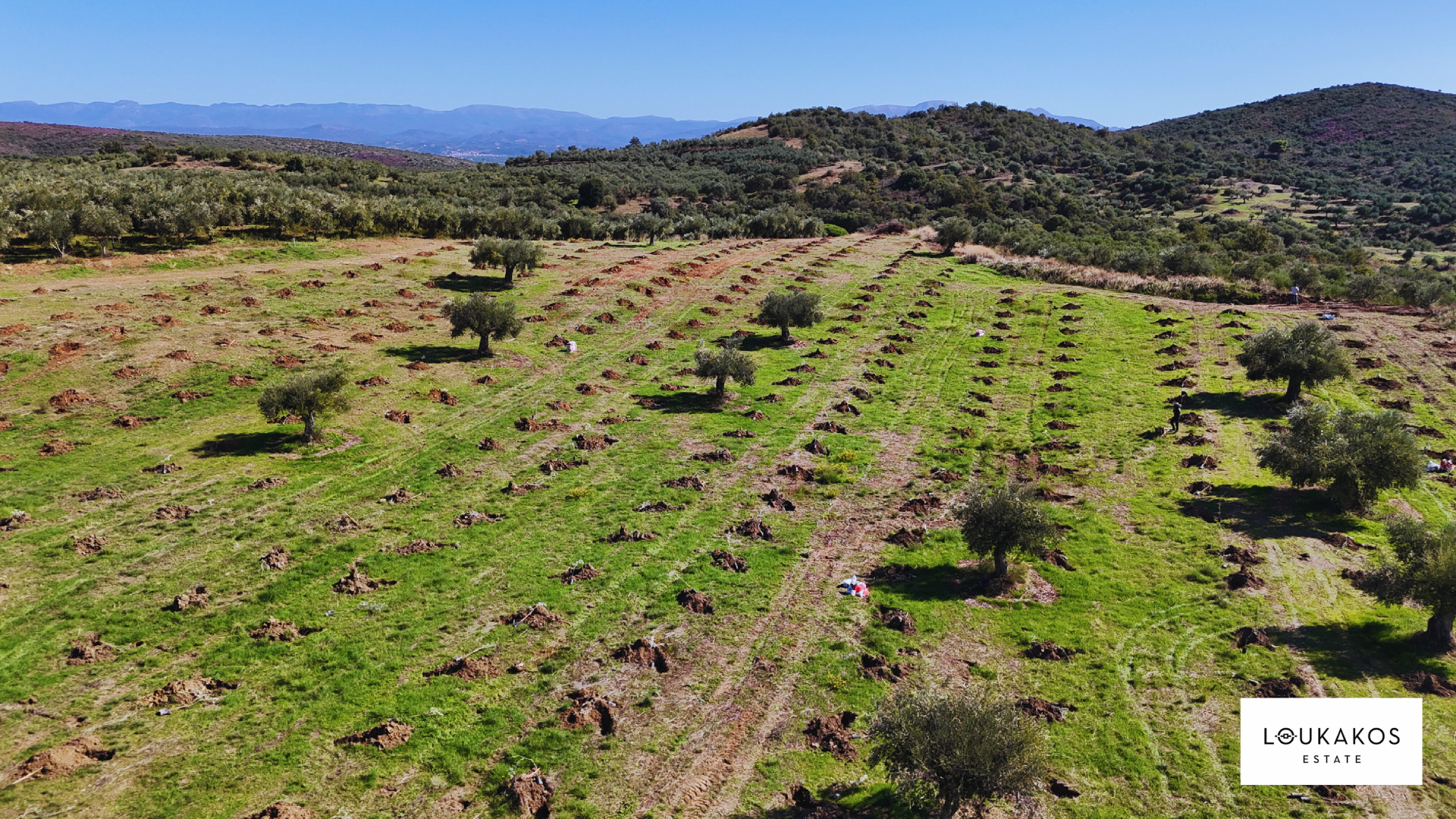 Loukakos Estate Olive Oil 🫒
