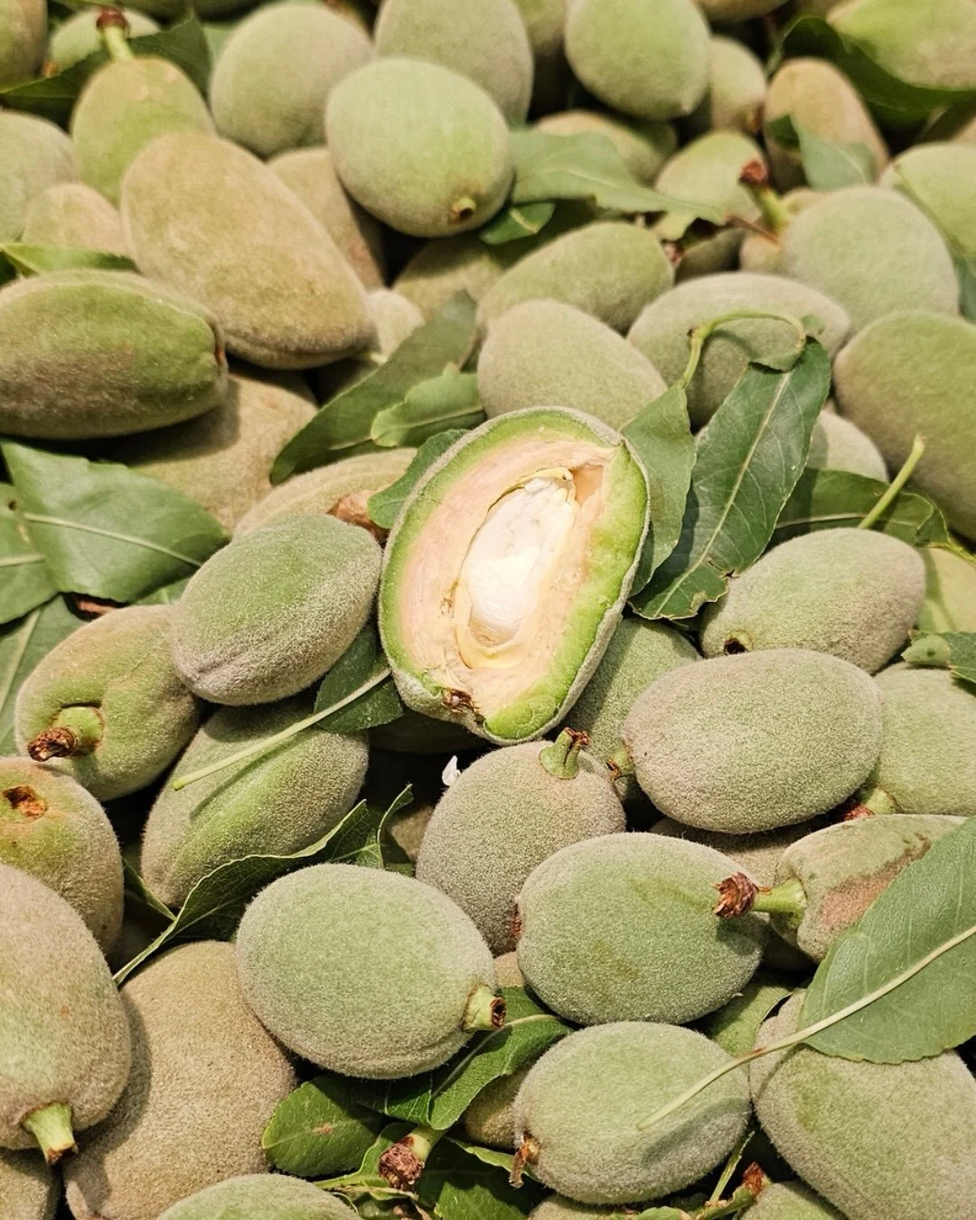 𝐅𝐫𝐞𝐬𝐡 𝐀𝐥𝐦𝐨𝐧𝐝𝐬 𝐚𝐧𝐝 𝐑𝐞𝐝 𝐊𝐢𝐰𝐢 💚🥝
𝔽𝕣𝕖𝕤𝕙 𝔸𝕝𝕞𝕠𝕟𝕕𝕤 💚
The first arrival of almonds from Spain and northern Africa are here. Green almonds are immature nuts that are harvested whole and have a green tart fuzzy husk encasin