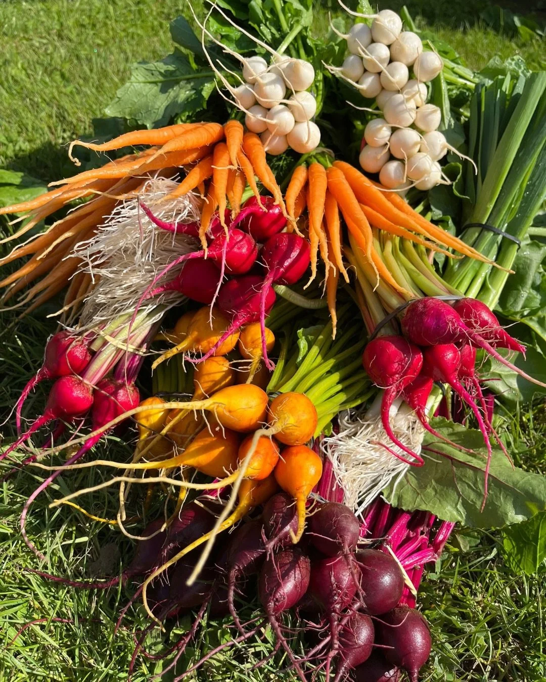 𝕌𝕂 𝔹𝕒𝕓𝕪 𝕍𝕖𝕘 🥕🌿
Fresh from the fields of Remfresh.

Baby carrots, fennel, turnips, leeks and colourful beets are now in stock from our friends at Remfresh; a third-generation family farm in Ardleigh. Despite spanning 12 acres of fields and 