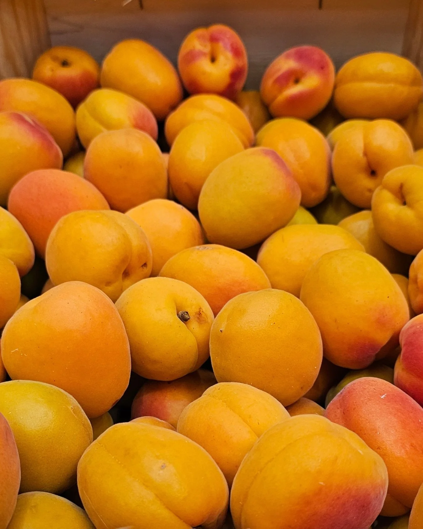 Apricot🇫🇷
One of the most popular, and best eating, varieties has just started.

🧡 The OrangeRed is a lovely fruit that often comes with and attractive blush, but more importantly, has a great &lsquo;apricot&rsquo; flavour. The season will only la
